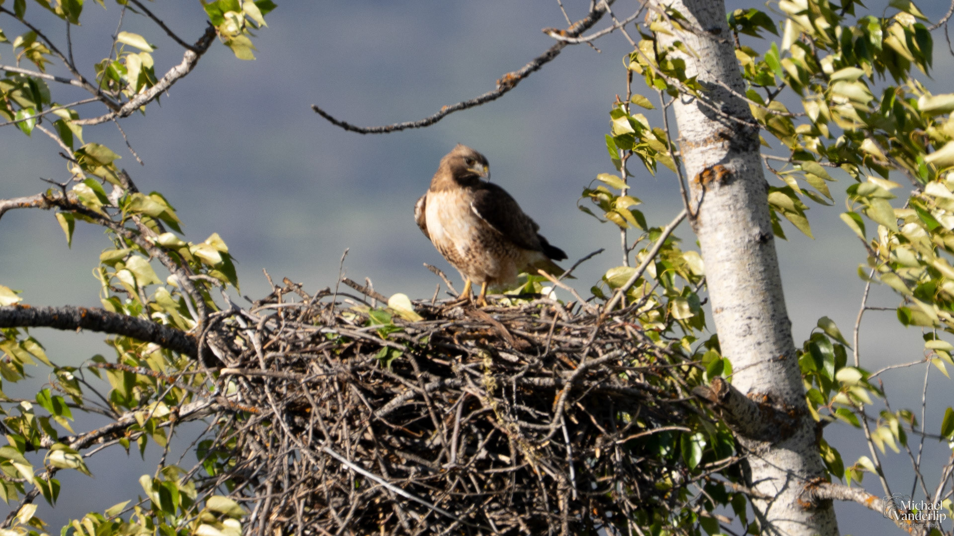Red-Tailed Hawk along the Bear Creek Greenway near Talent, Oregon.
