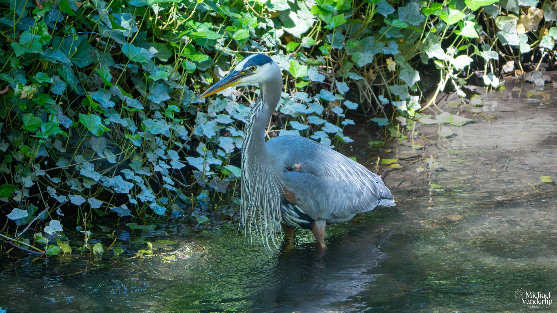 Great Blue Heron in Lithia Park, Ashland, Oregon.