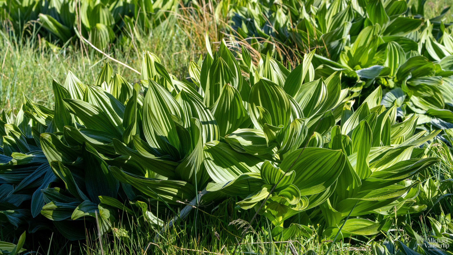 False Hellebore along the Wagner Butte Trail near Talent, Oregon.