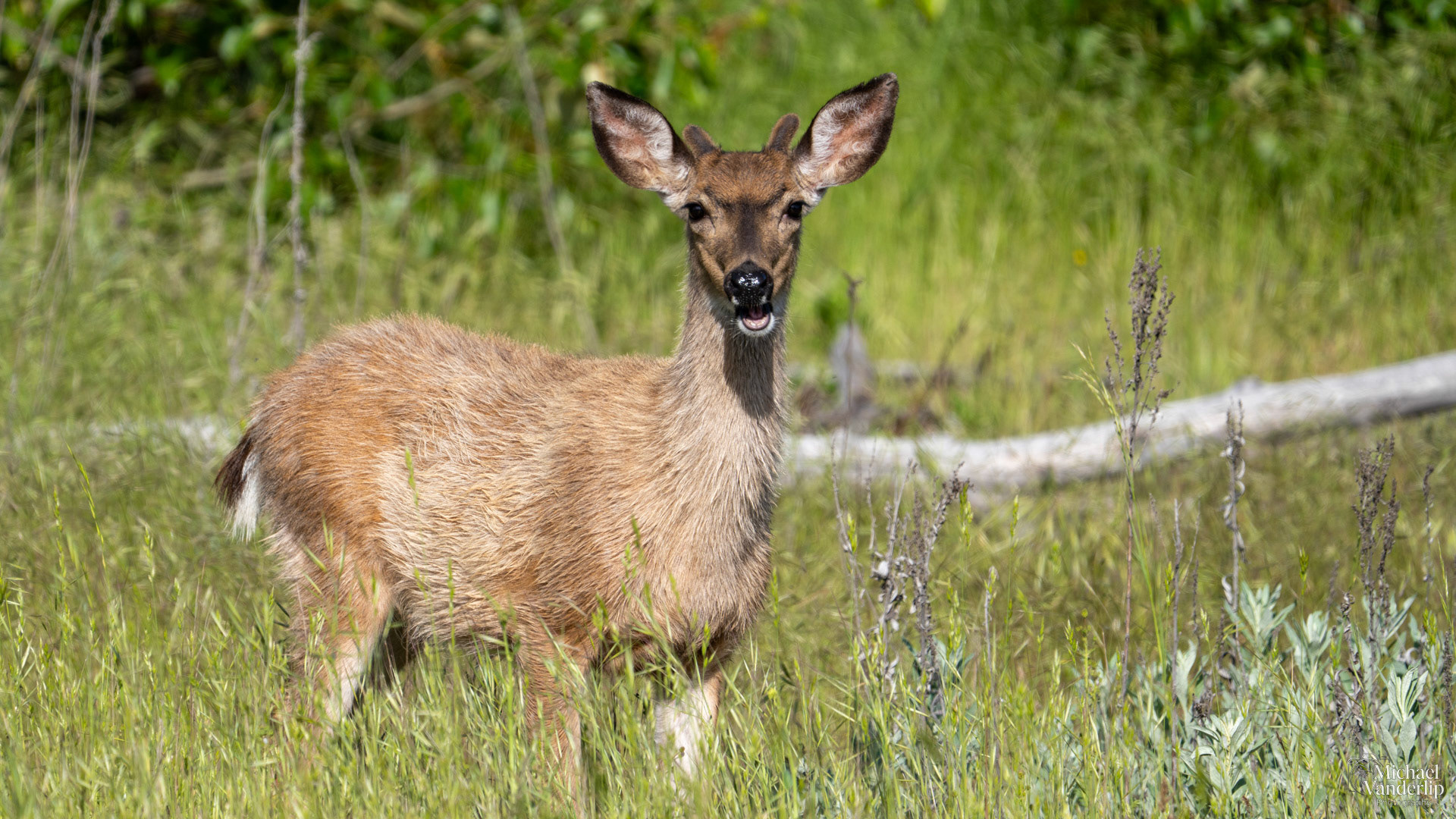 Black Tail Deer along the Bear Creek Greenway near Talent, Oregon.