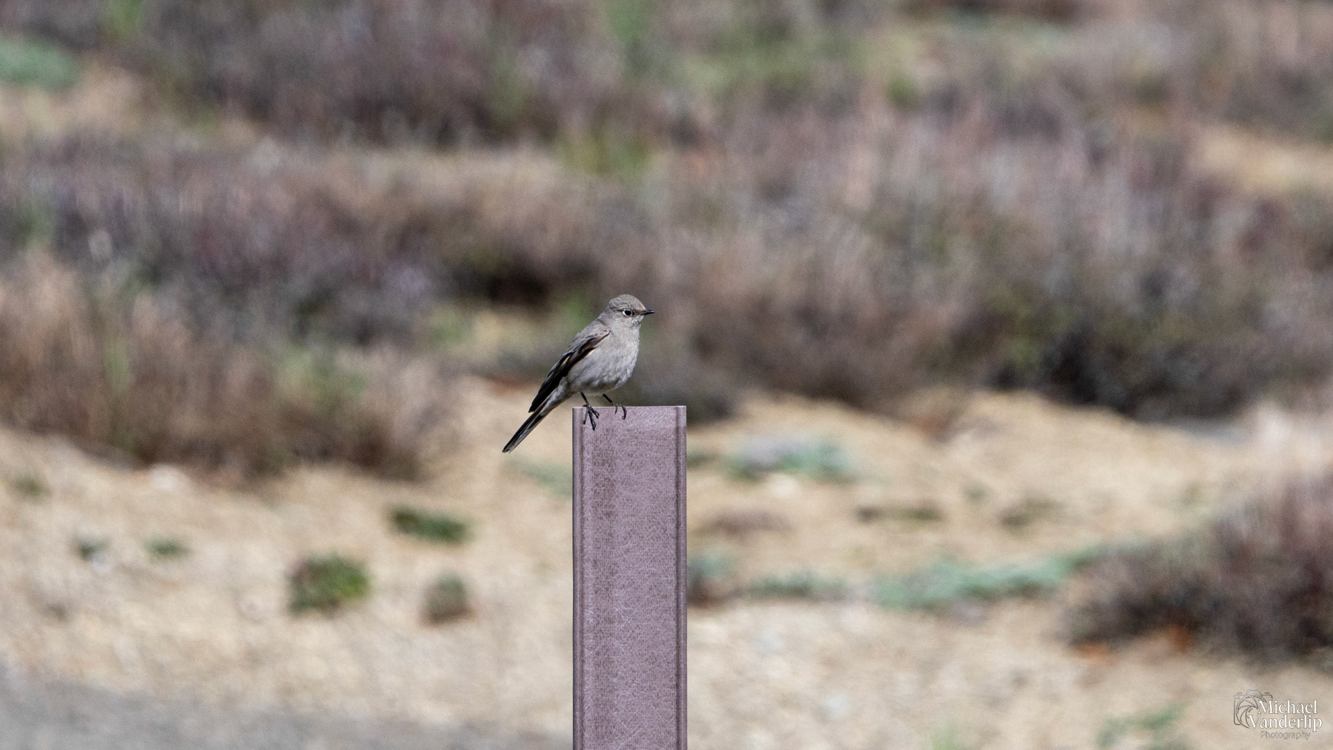 Townsend's Solitaire along the Pacific Crest Trail near Mt. Ashland, Oregon.