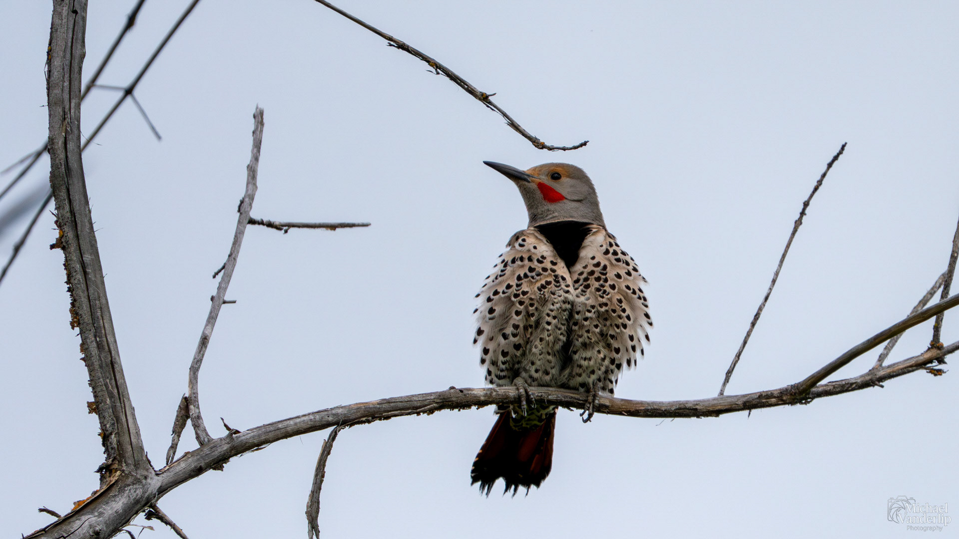 Northern Flicker along the Bear Creek Greenway near Talent, Oregon.