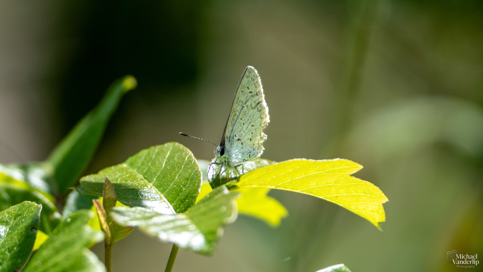 Azure Butterfly along the White Rabbit Trail near Ashland, Oregon.