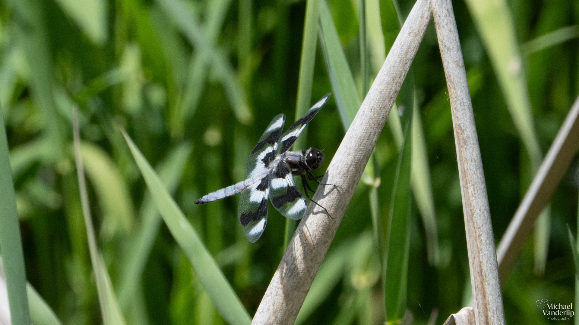 Twelve-Spotted Skimmer Dragonfly along the Bear Creek Greenway near Talent, Oregon.
