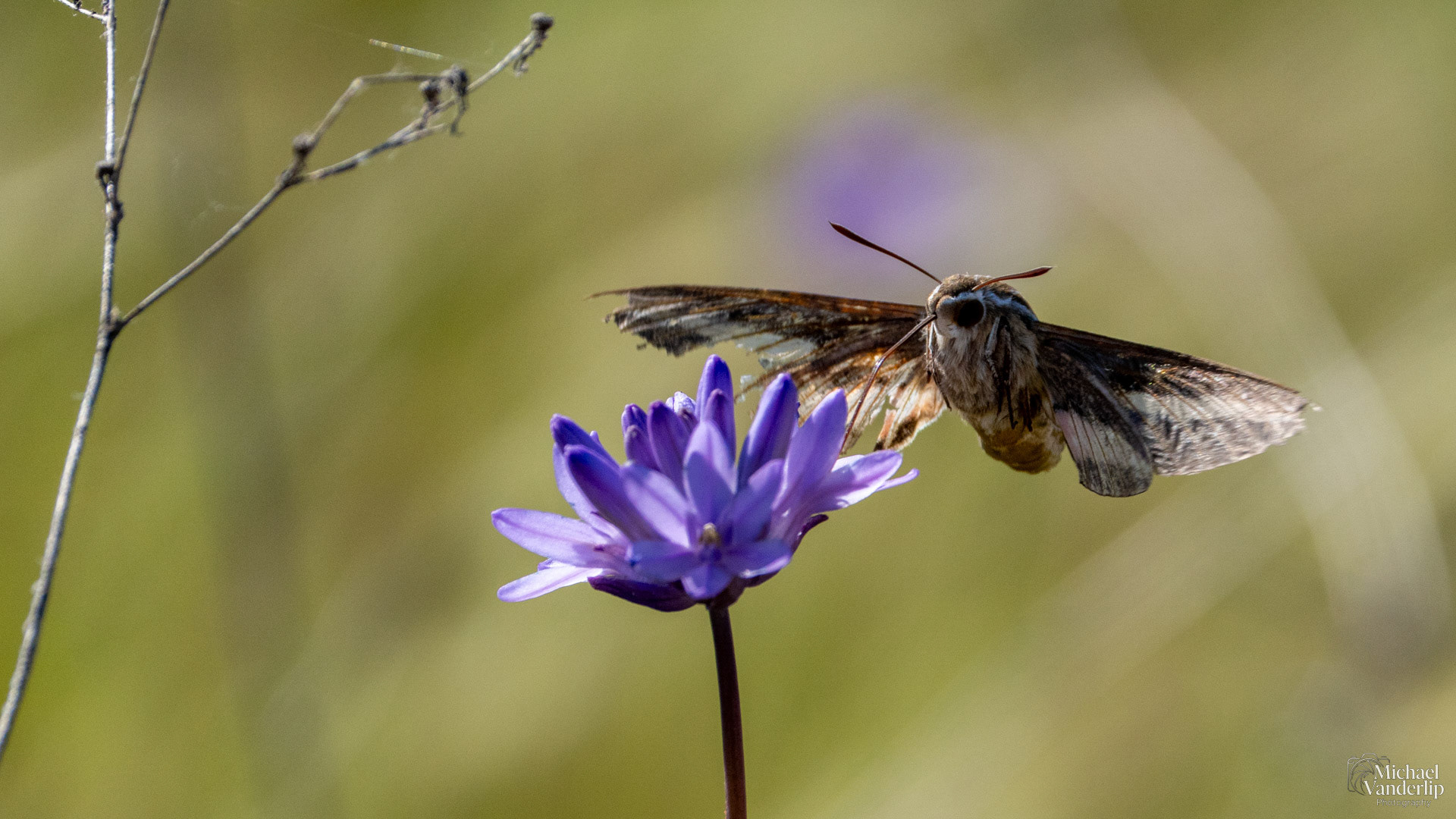 White-Lined Sphinx Moth on Lower Table Rock, Central Point, Oregon.