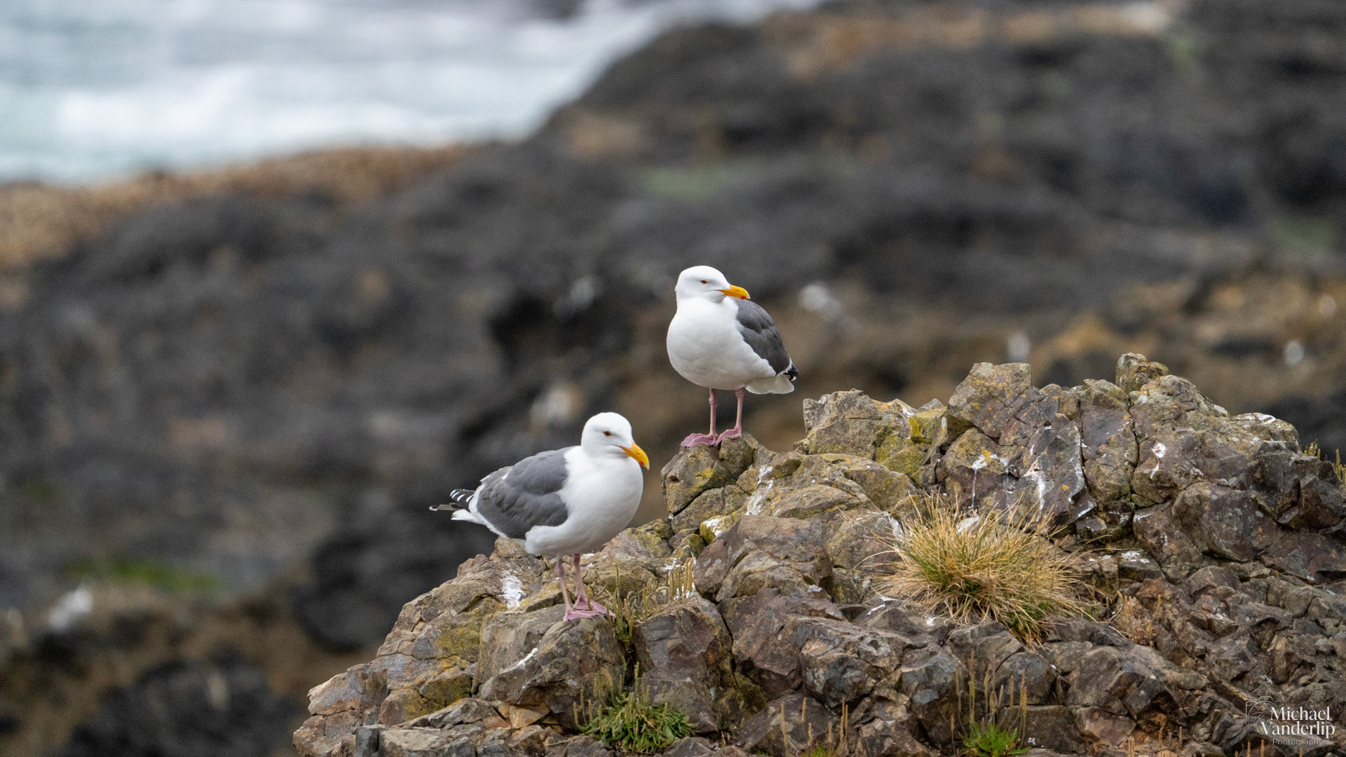 Seagulls on the coast, Depoe Bay, Oregon.