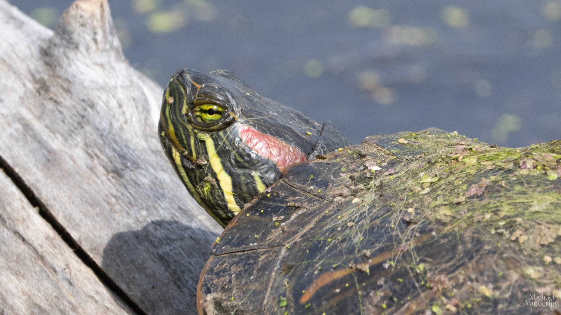 Red Eared Slider along the Bear Creek Greenway near Talent, Oregon.