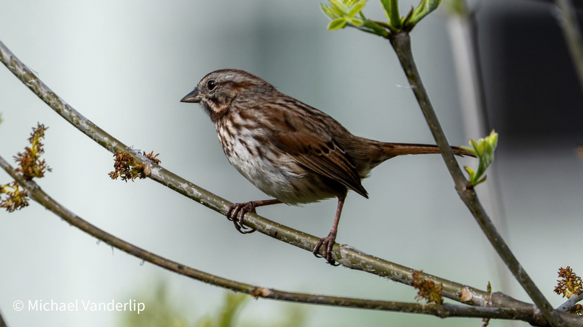 Song Sparrow along the Bear Creek Greenway near Talent, Oregon.