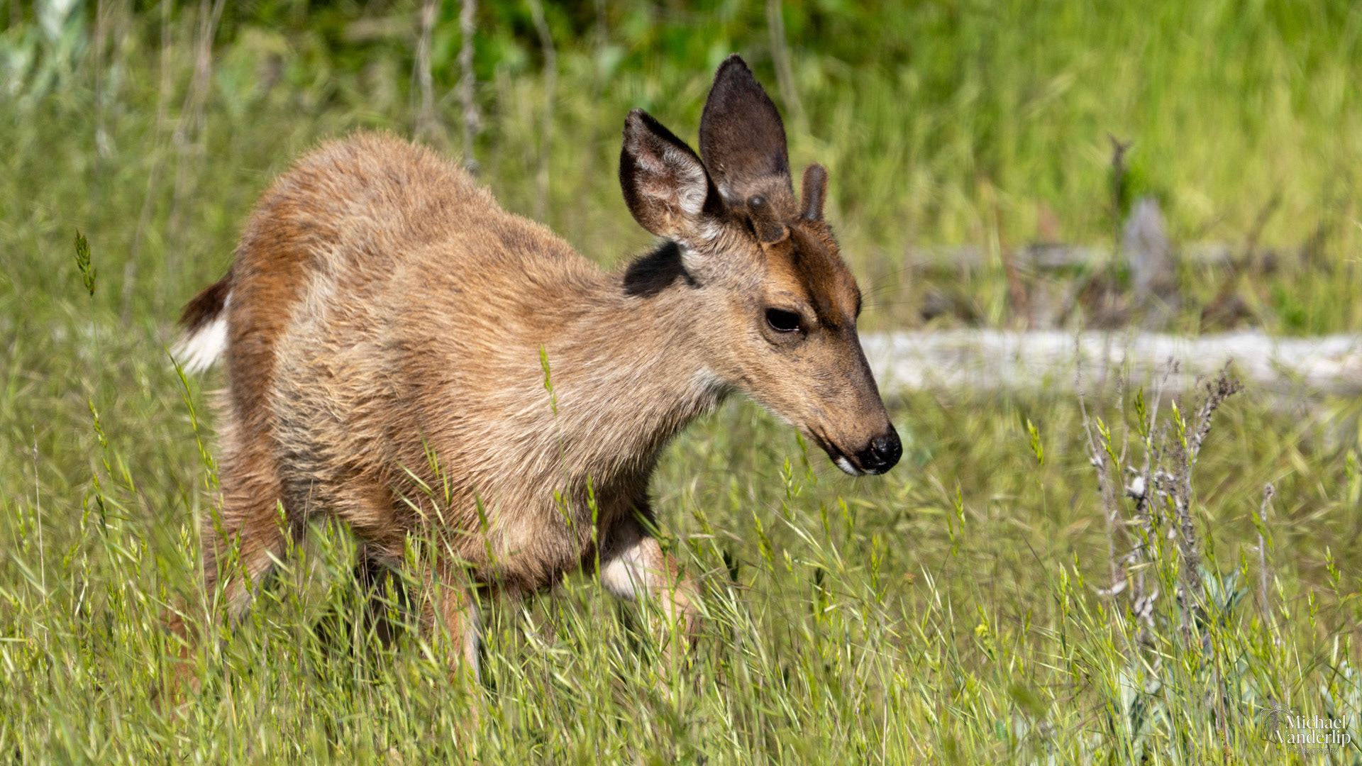 Black Tail Deer along the Bear Creek Greenway near Talent, Oregon.