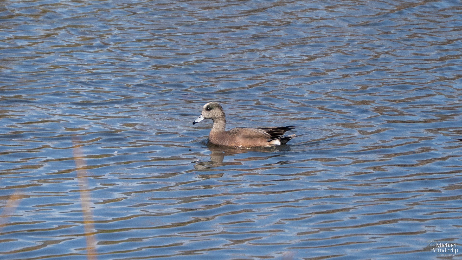 American Wigeon along the Bear Creek Greenway near Talent, Oregon.