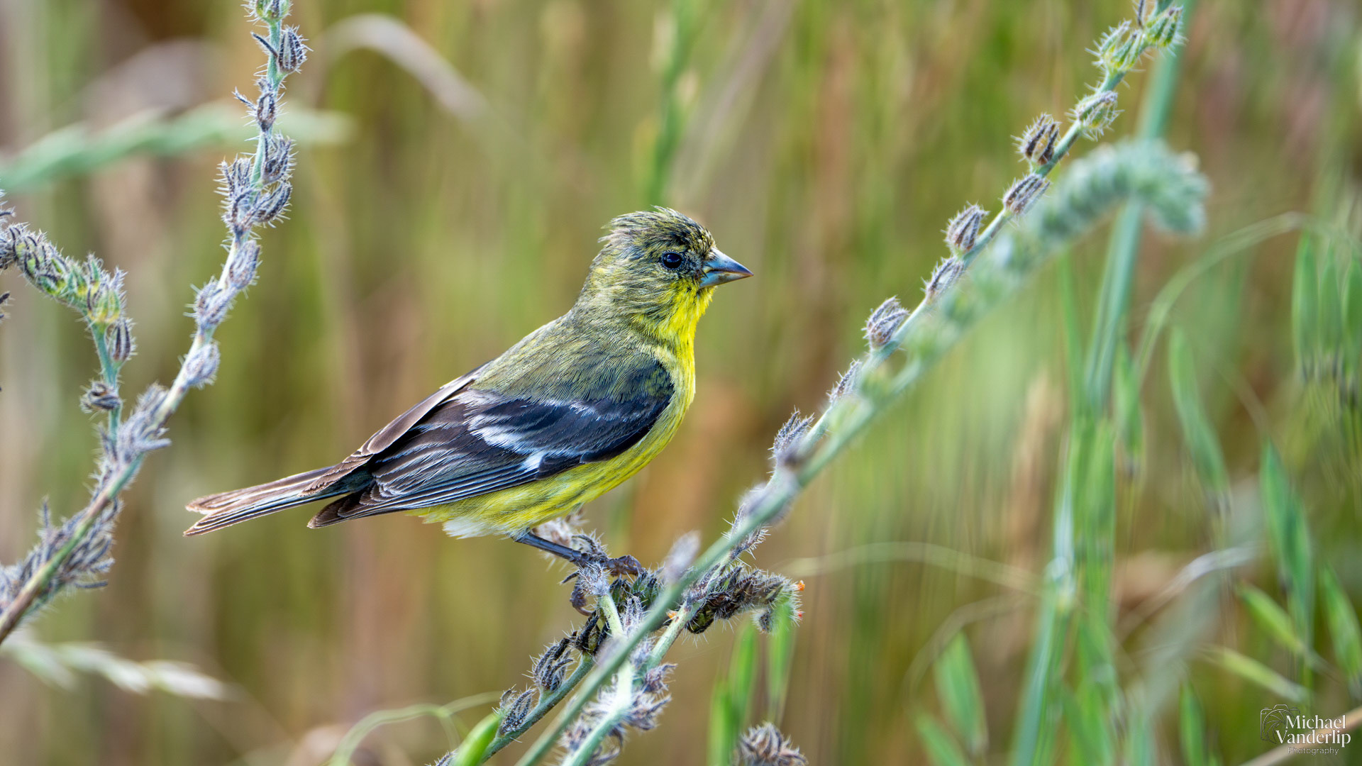 Lesser Goldfinch along the Lower Table Rock Trail, Central Point, Oregon.