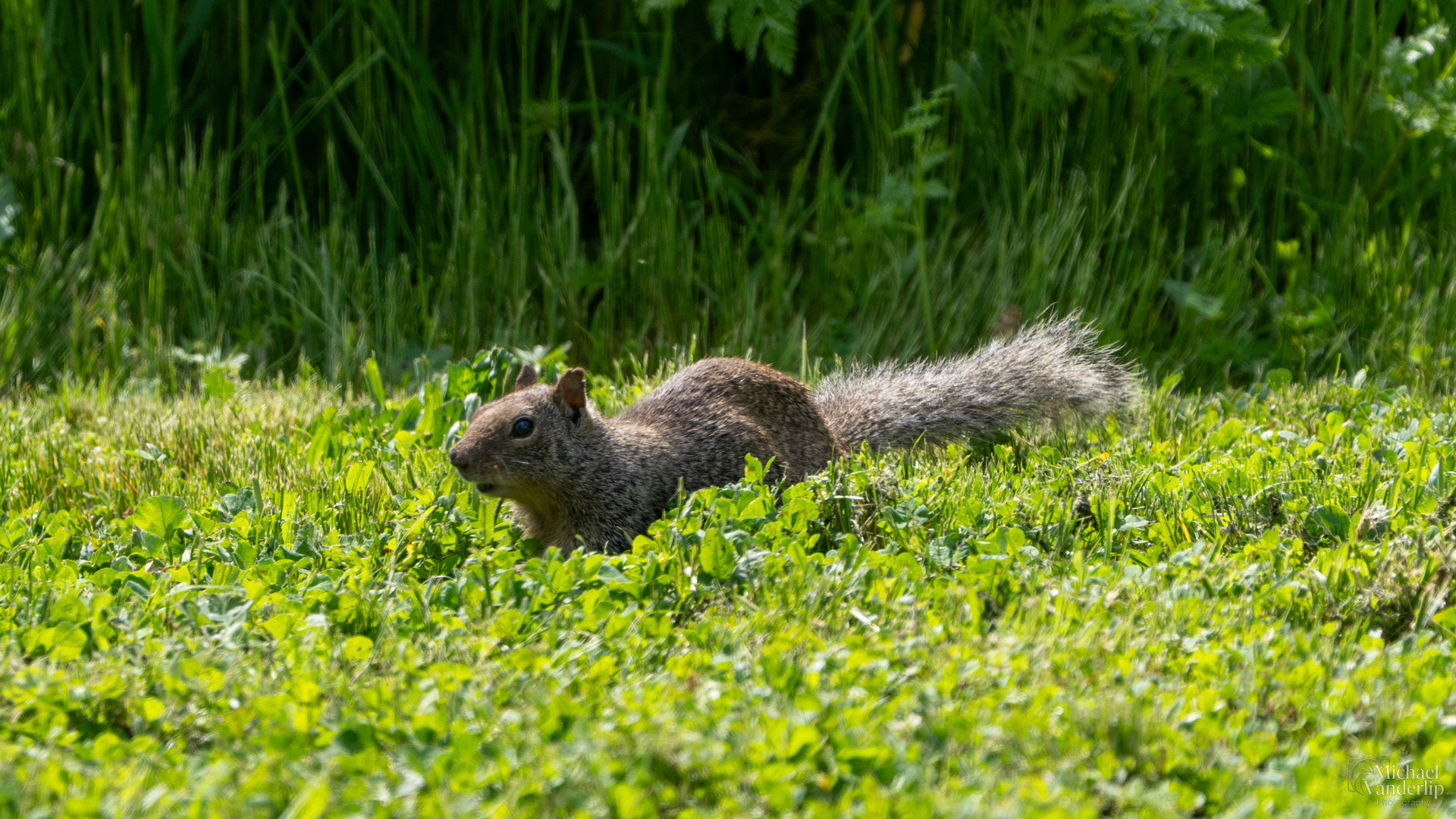Rock Squirrel along the Bear Creek Greenway near Talent, Oregon.