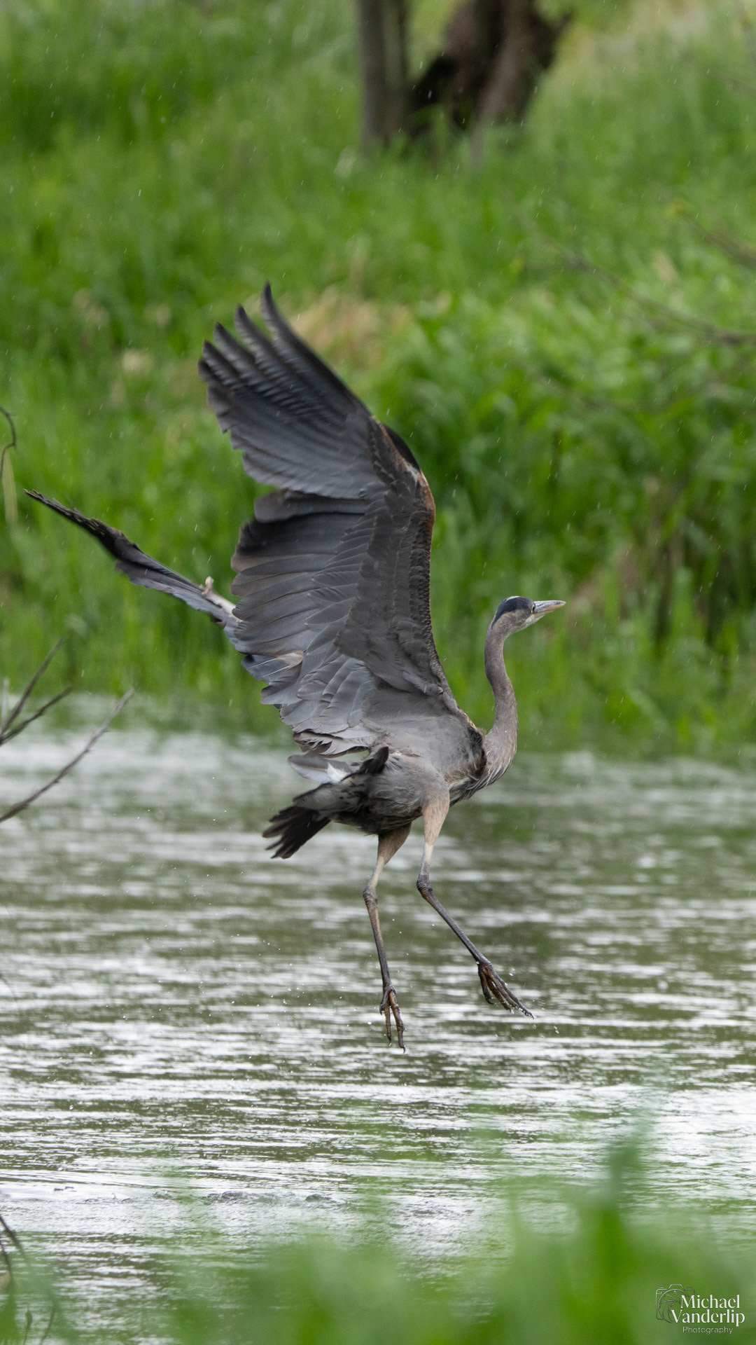 Great Blue Heron in Bear Creek along the Bear Creek Greenway near Talent, Oregon.