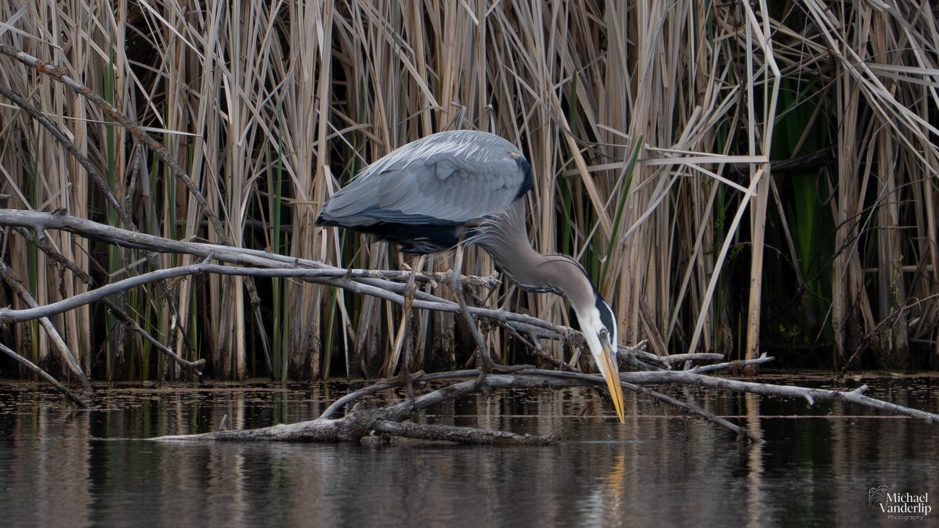 Great Blue Heron along the Bear Creek Greenway near Talent, Oregon.
