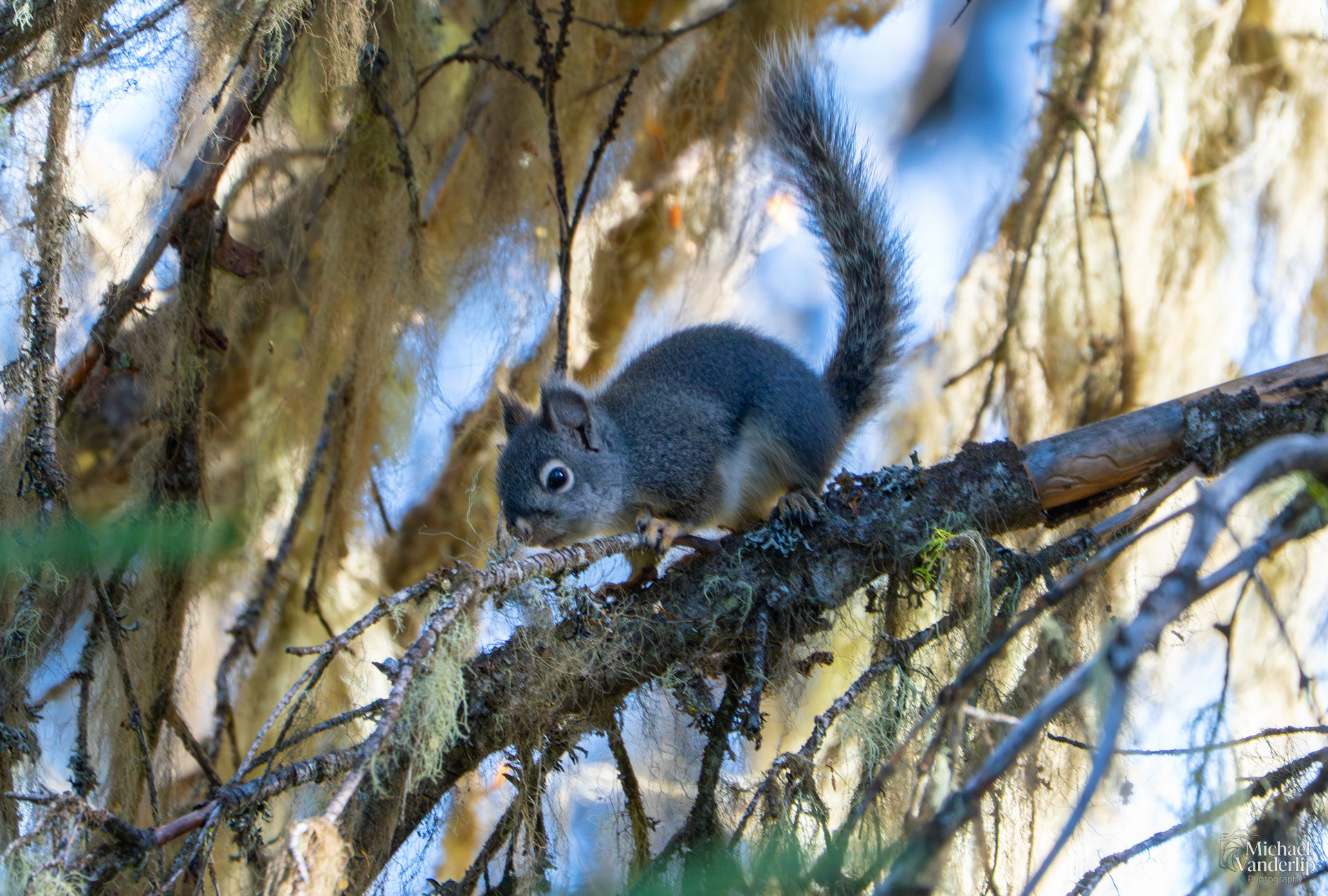 Douglas Squirrel along the Wagner Butte Trail near Talent, Oregon.