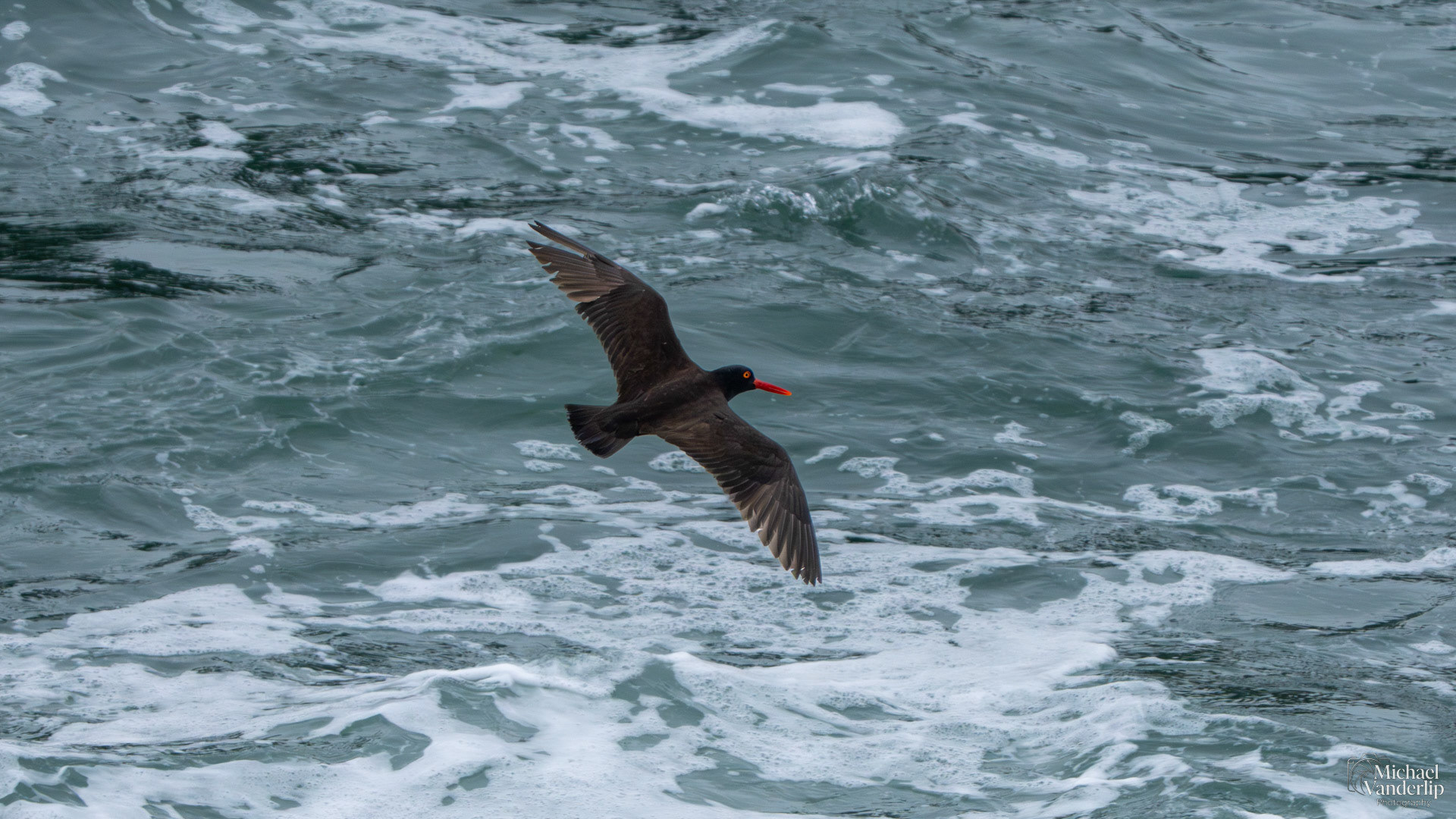 Black Oystercatcher along the coast, Depoe Bay, Oregon.