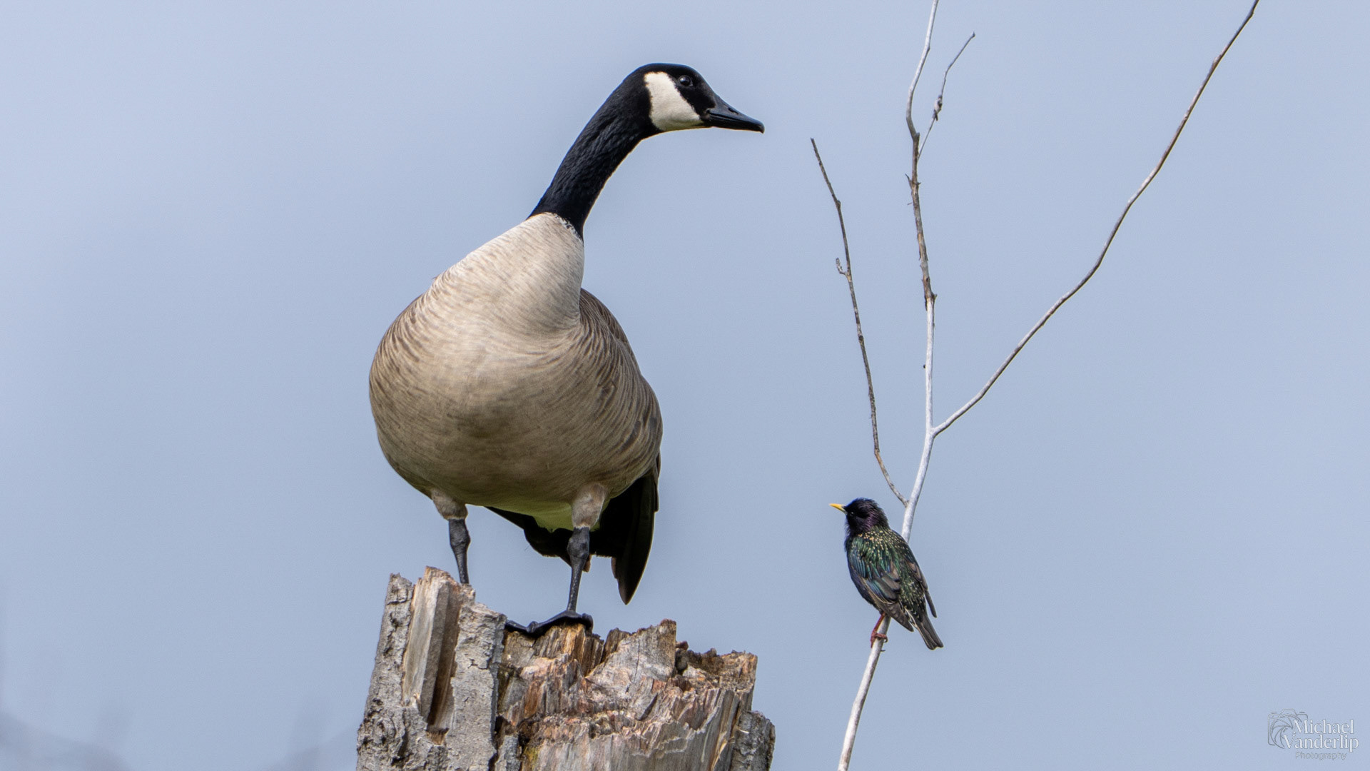 Canada Goose and Starling along the Bear Creek Greenway near Talent, Oregon.