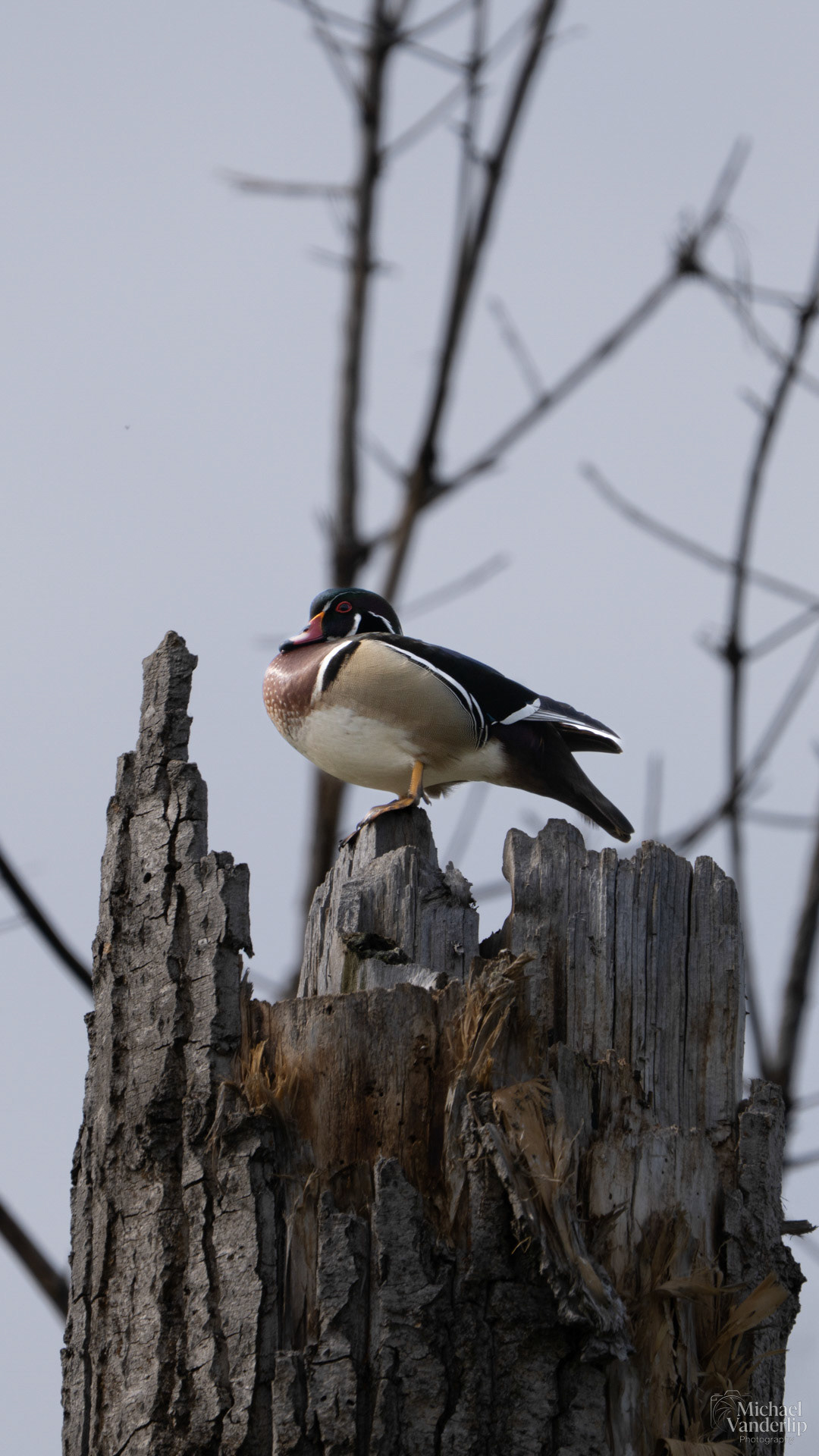 Wood Duck along the Bear Creek Greenway near Talent, Oregon.
