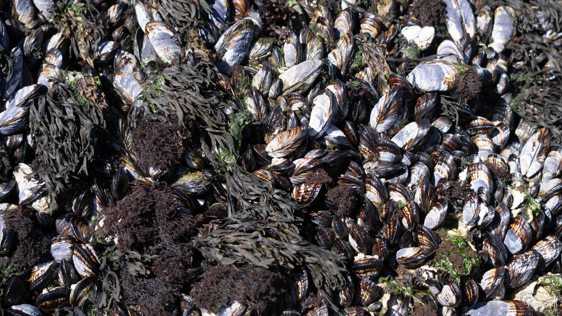 Mussel along the coast, Harris Beach, Brookings, Oregon.
