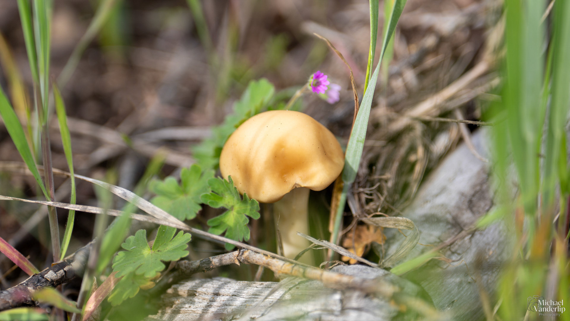 Fieldcap Mushroom along the Bear Creek Greenway near Talent, Oregon.