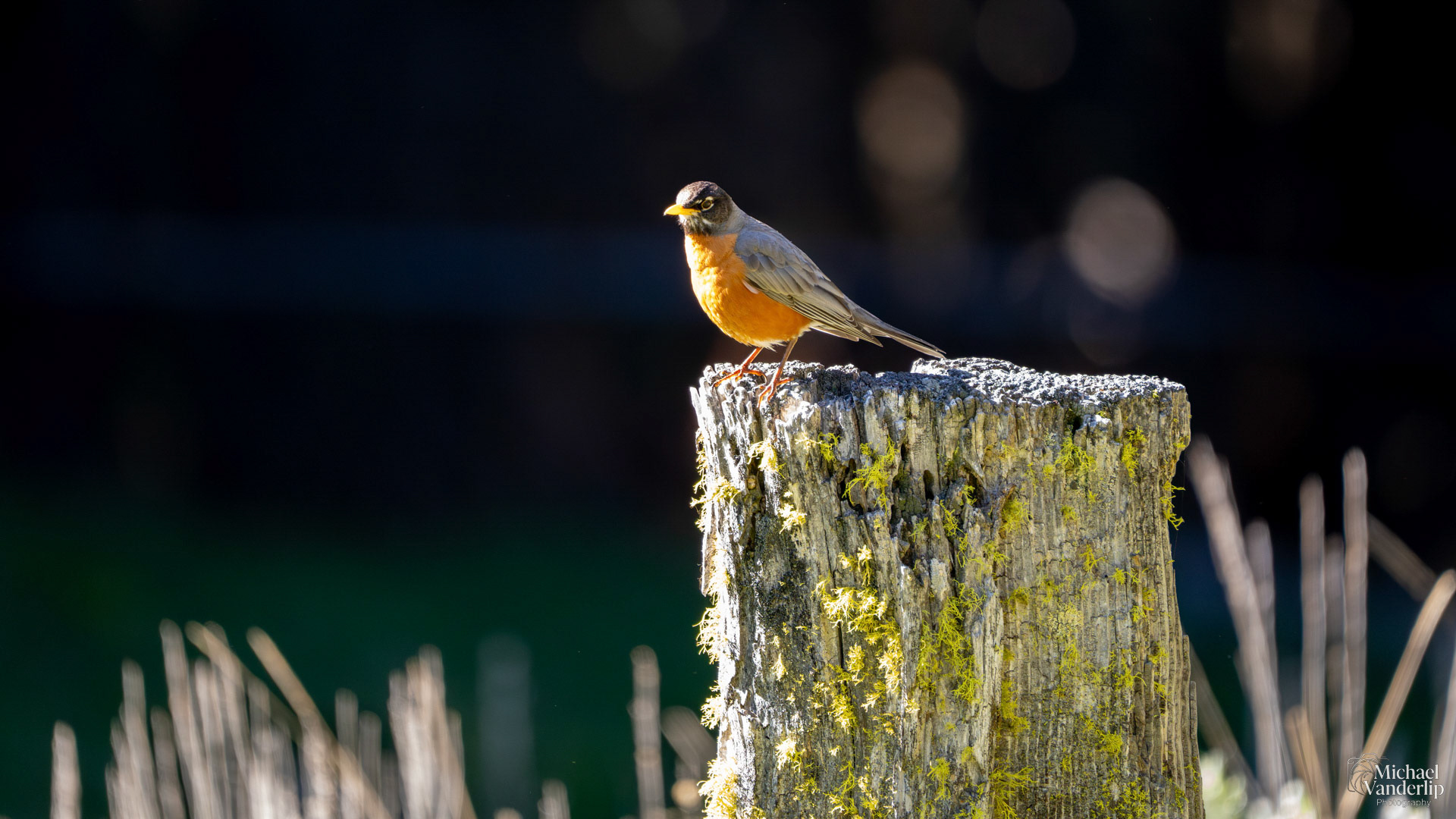 American Robin along the Wagner Butte Trail near Talent, Oregon.