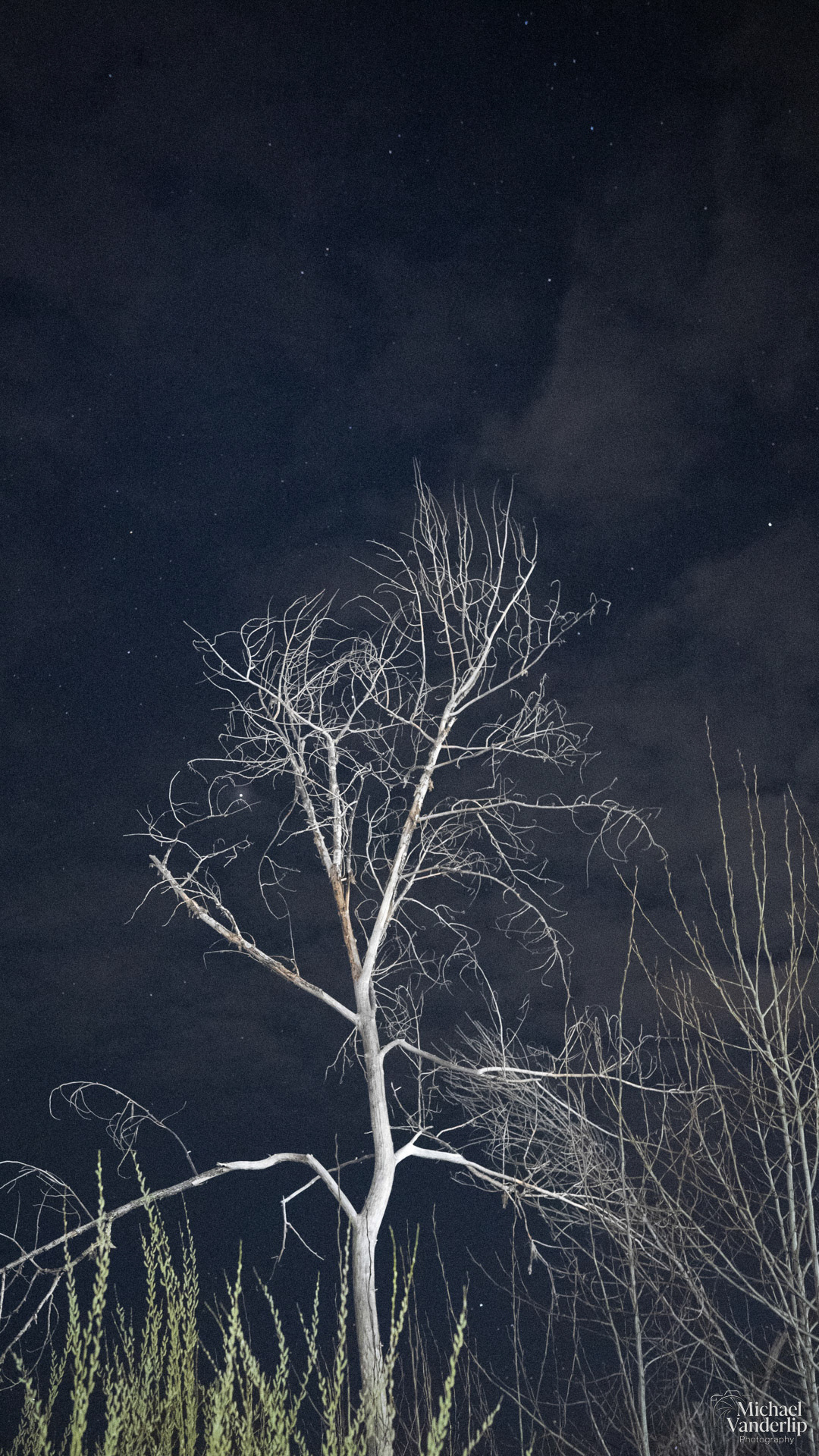 Tree at Night along the Bear Creek Greenway near Talent, Oregon.