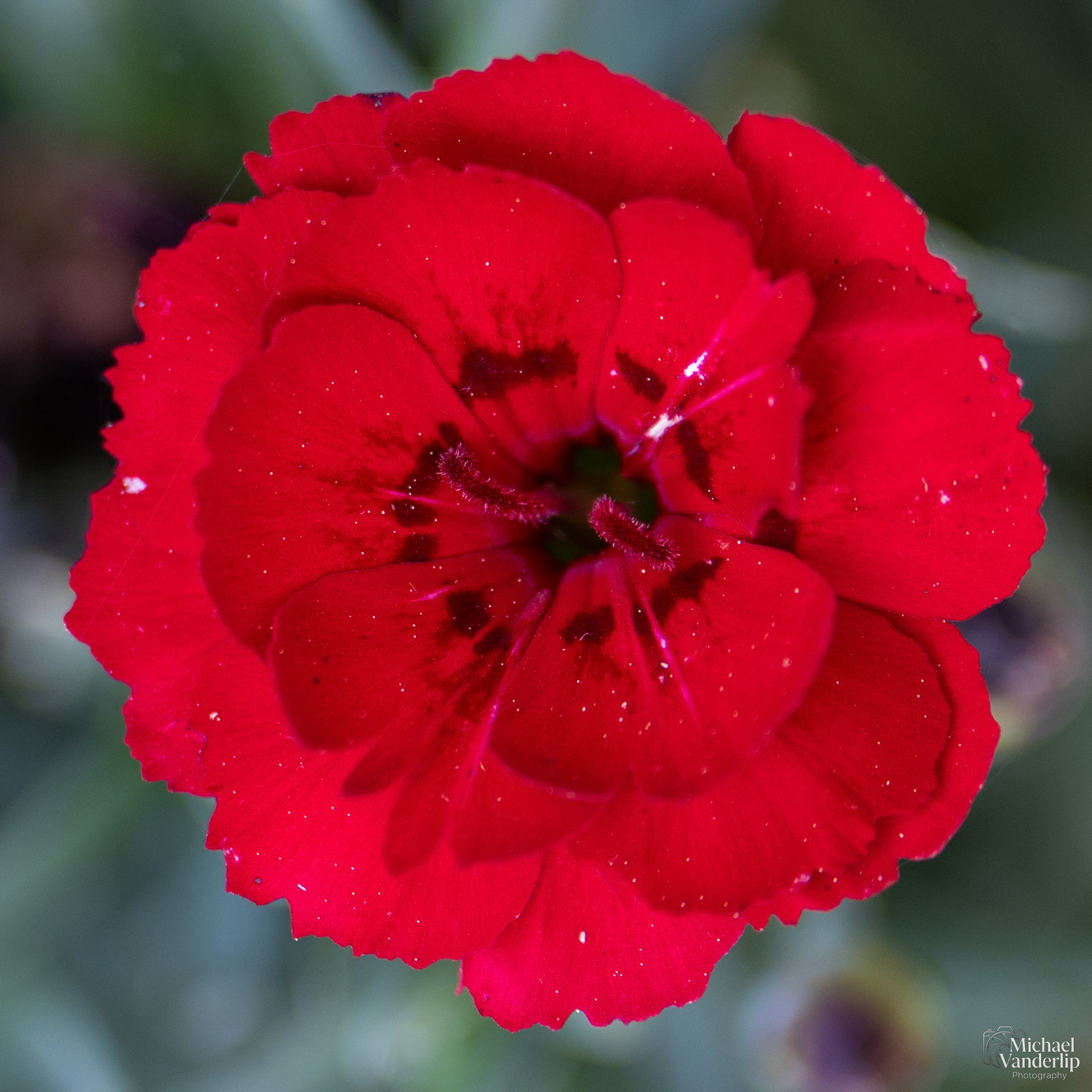 Carnation Fire Star in Talent, Oregon.