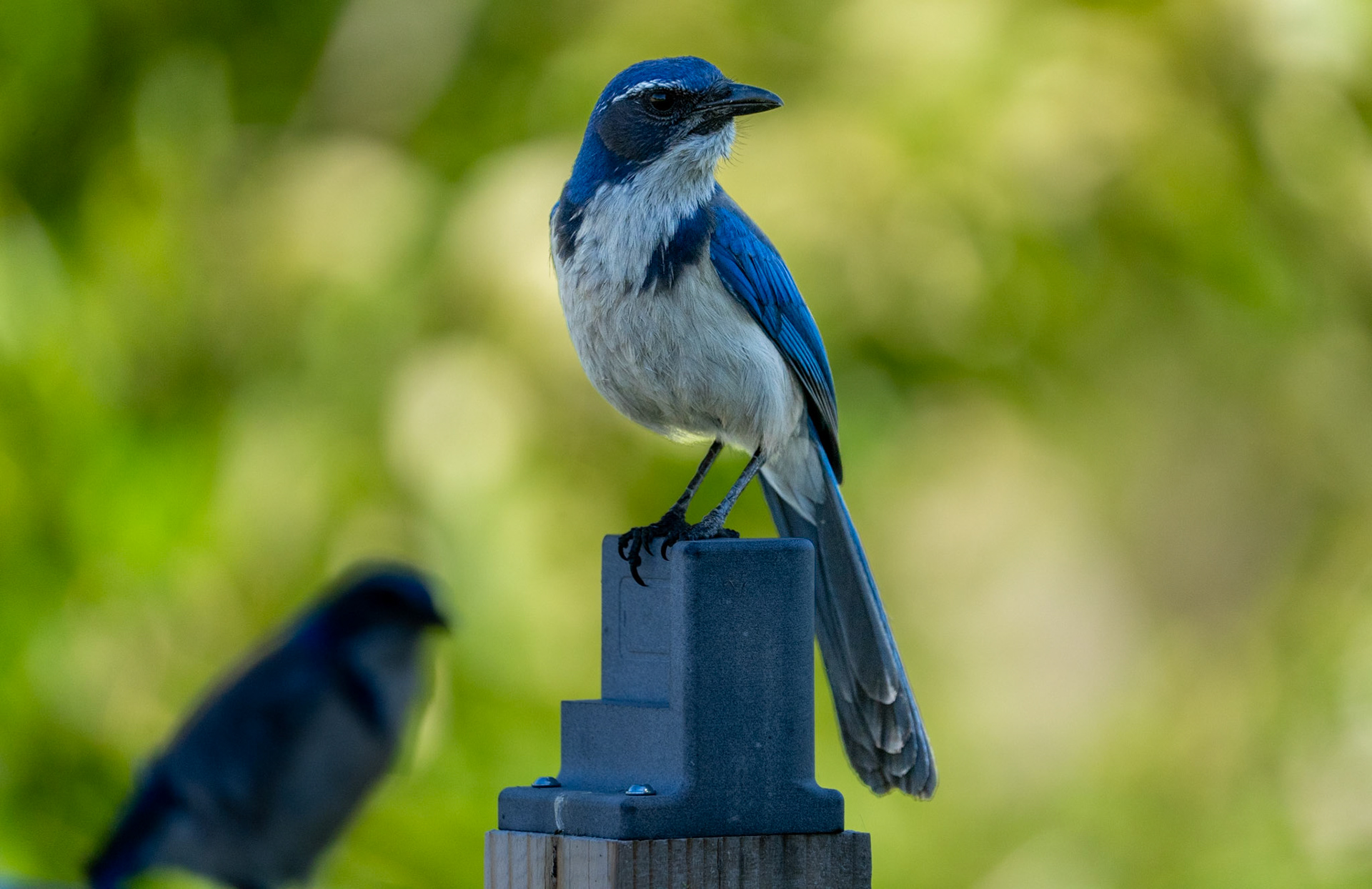 California Scrub Jay along the Bear Creek Greenway near Talent, Oregon.