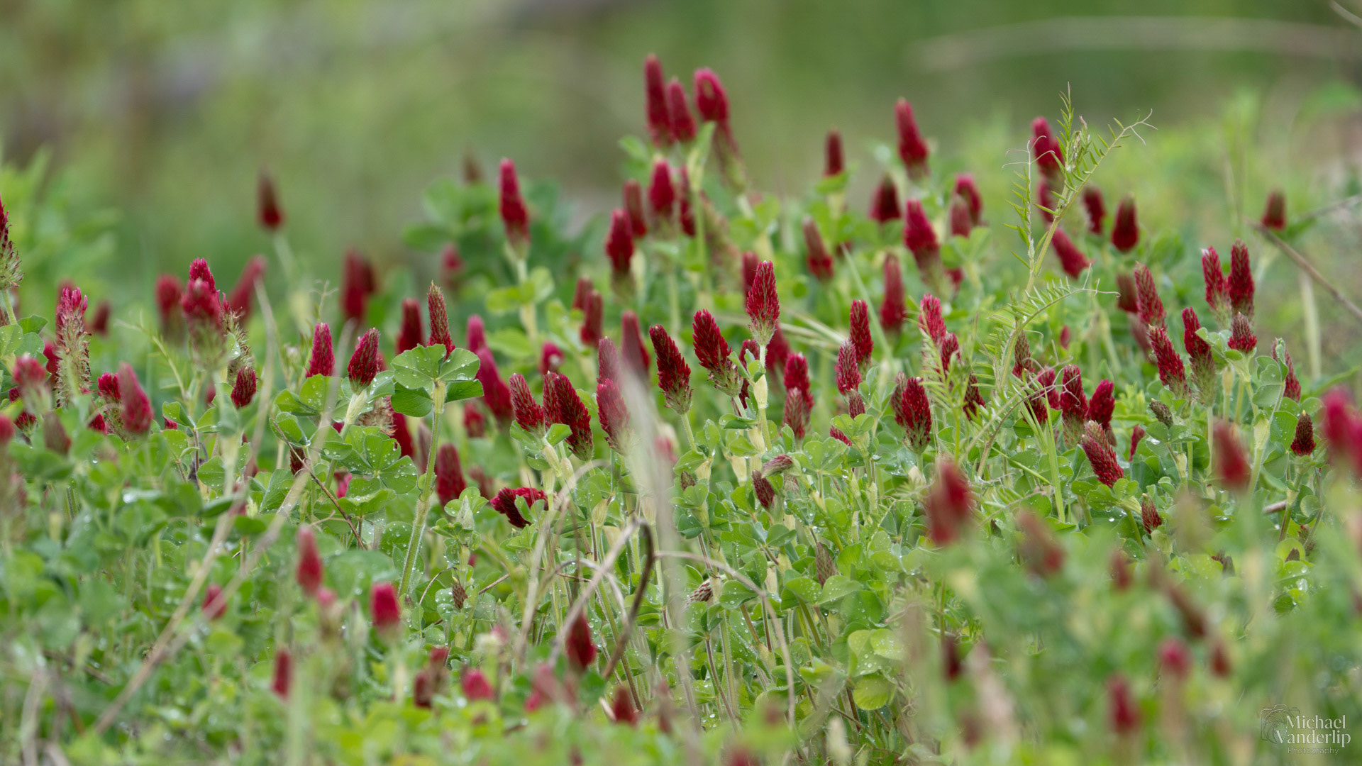 Crimson Clover over and over... along the Bear Creek Greenway near Talent, Oregon.