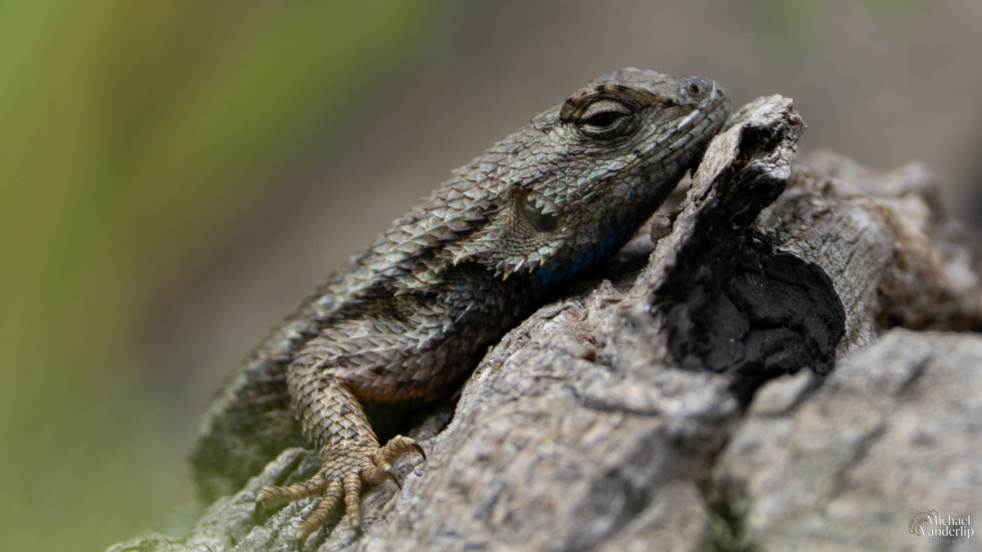 Western Fence Lizard along the Bear Creek Greenway near Talent, Oregon.