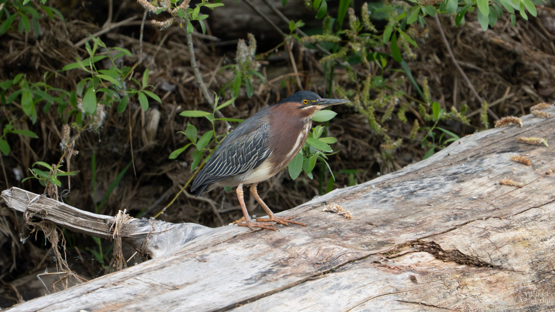 Green Heron along the Bear Creek Greenway near Talent, Oregon.