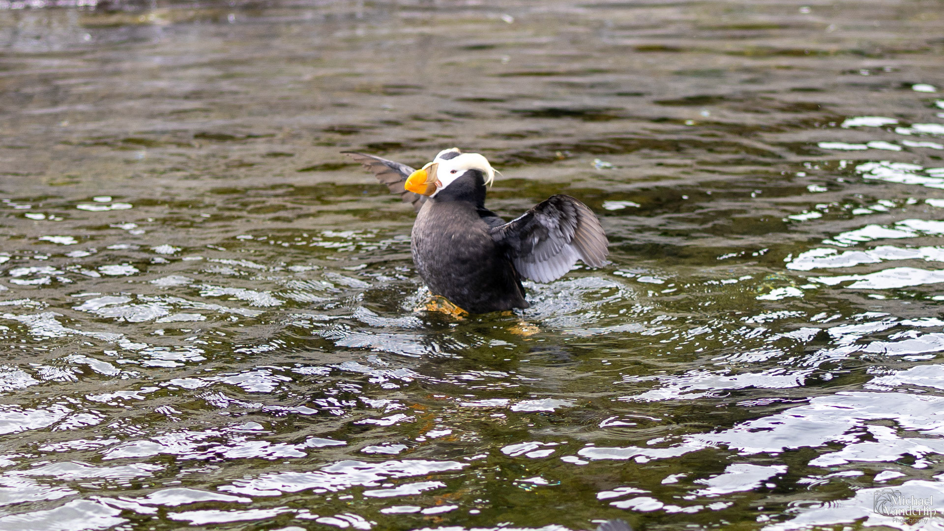 Tufted Puffin at the Oregon Coast Aquarium, Newport, Oregon.