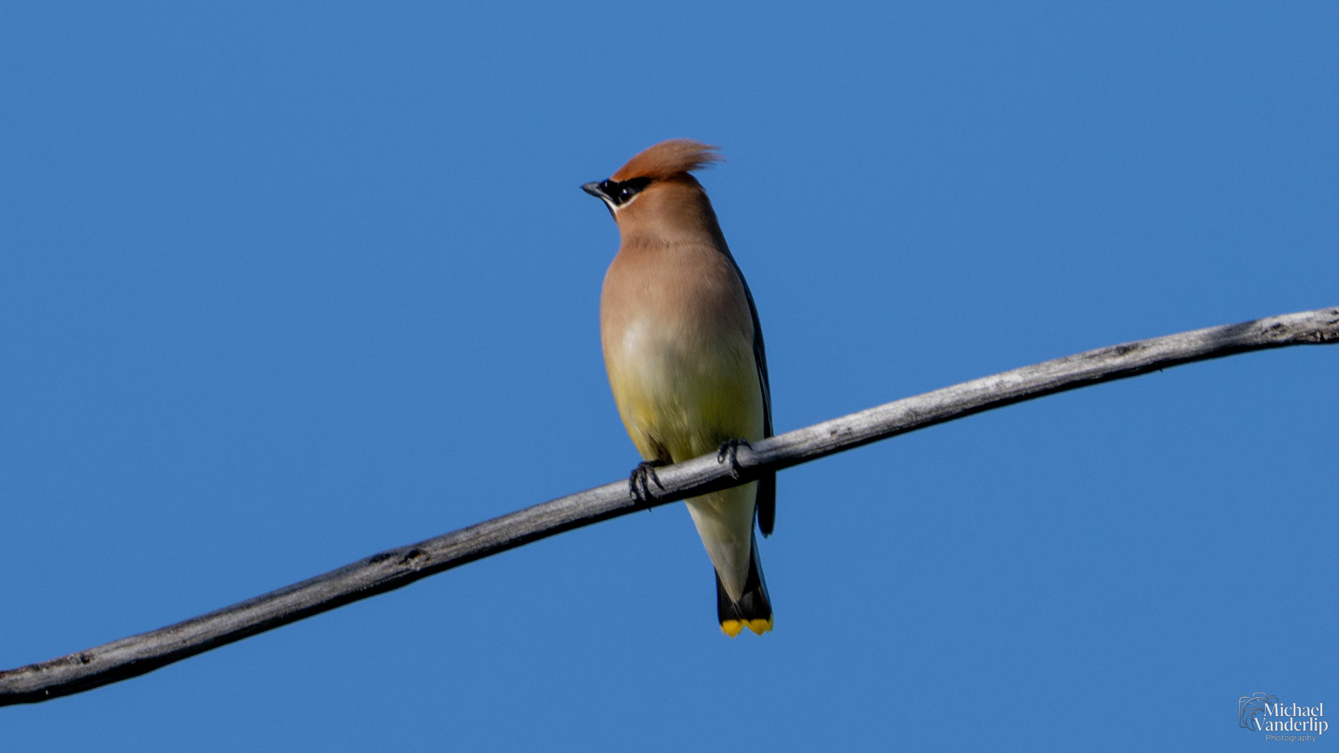 Cedar Waxwing along the Bear Creek Greenway near Talent, Oregon.