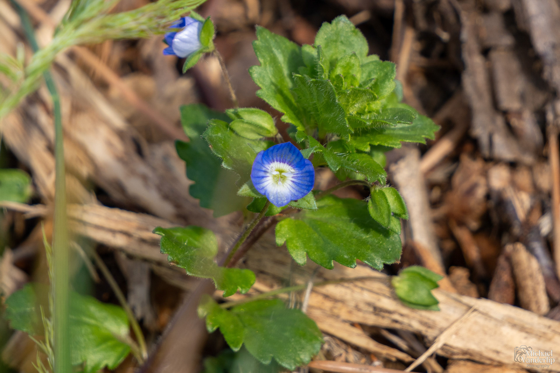 Bird's Eye Speedwell along the Bear Creek Greenway near Talent, Oregon.