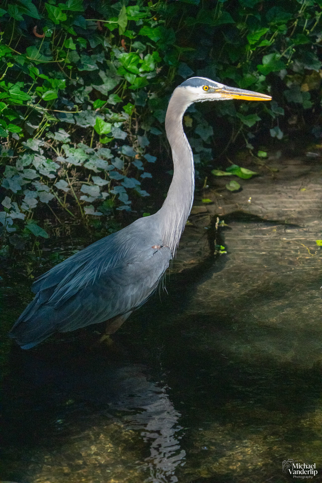 Great Blue Heron in Lithia Park, Ashland, Oregon.