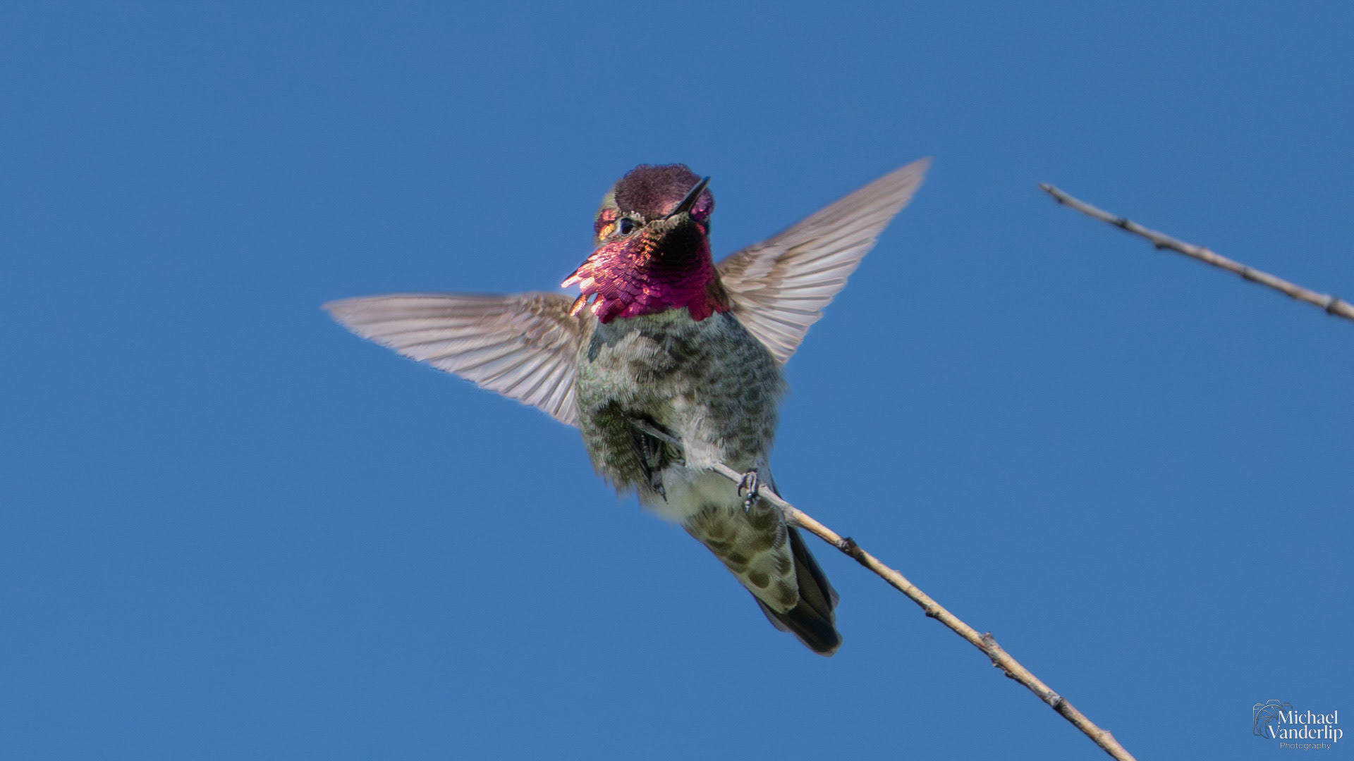 Anna's Hummingbird along the Bear Creek Greenway near Talent, Oregon.