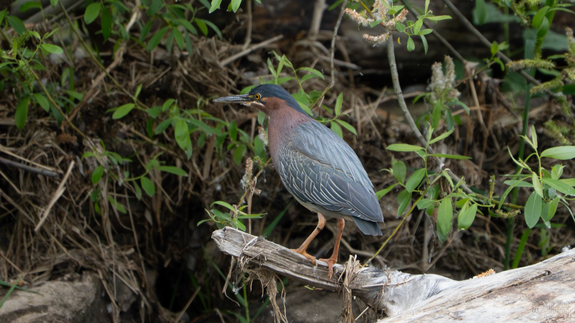 Green Heron along the Bear Creek Greenway near Talent, Oregon.