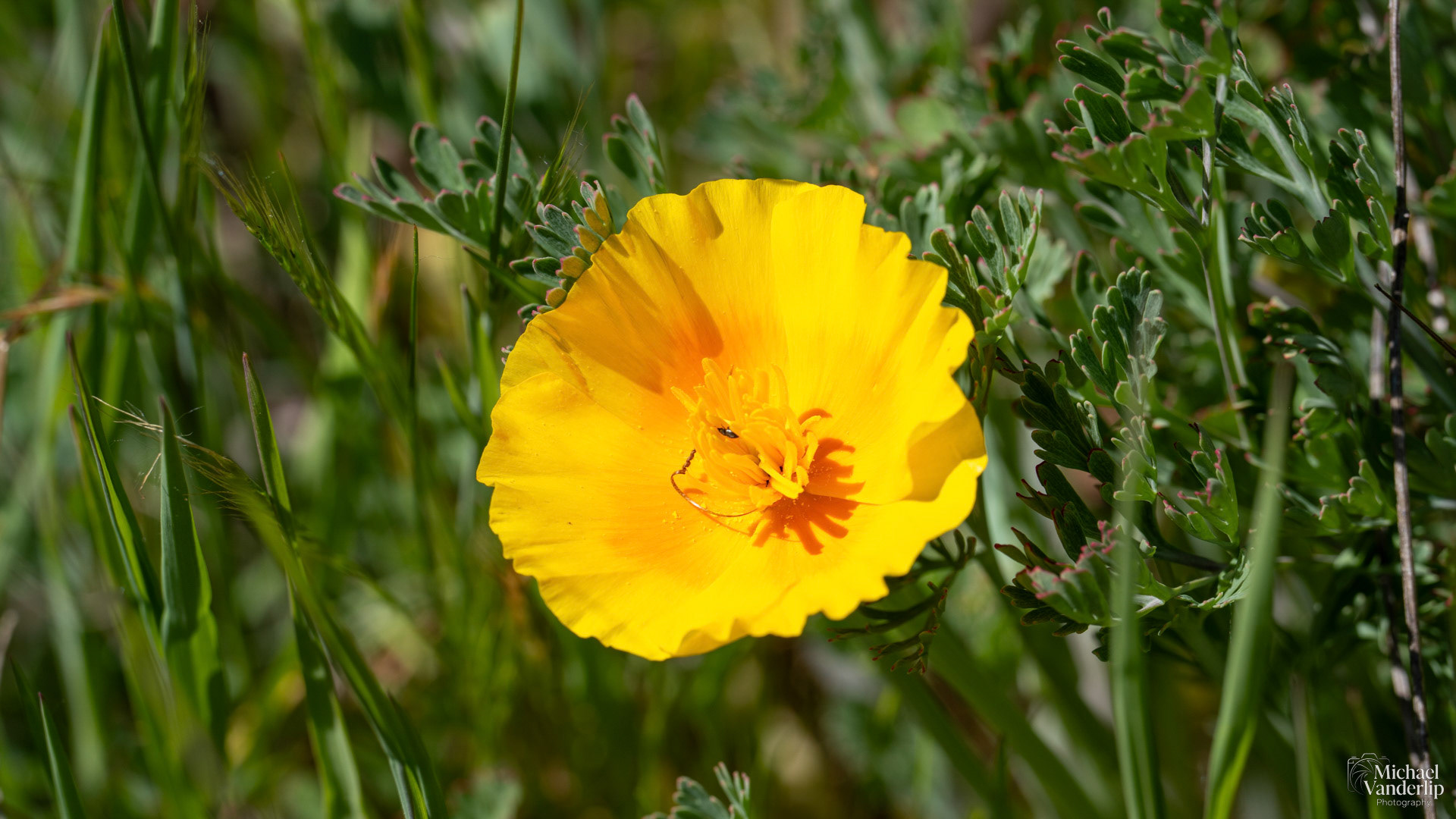 California Poppy along the Bear Creek Greenway near Talent, Oregon.