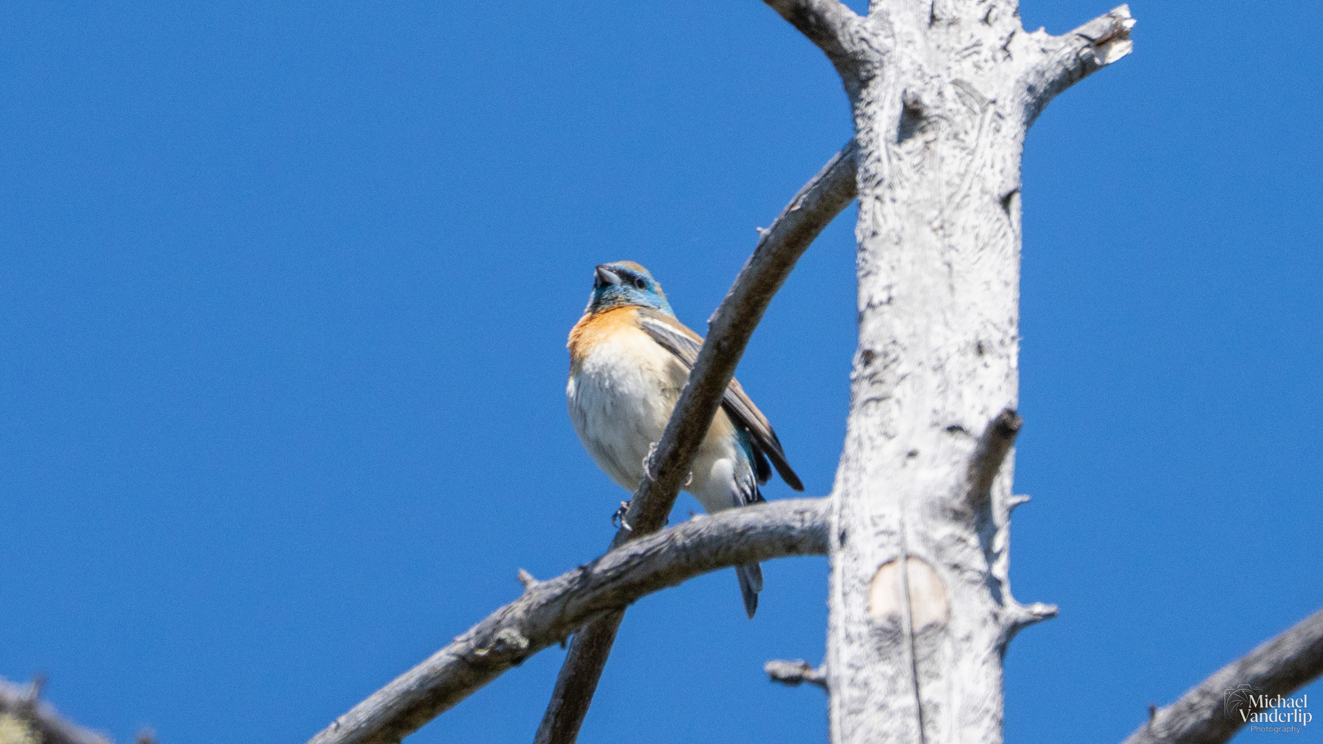 Lazuli Bunting along the Roxy Ann Trail, Medford, Oregon.