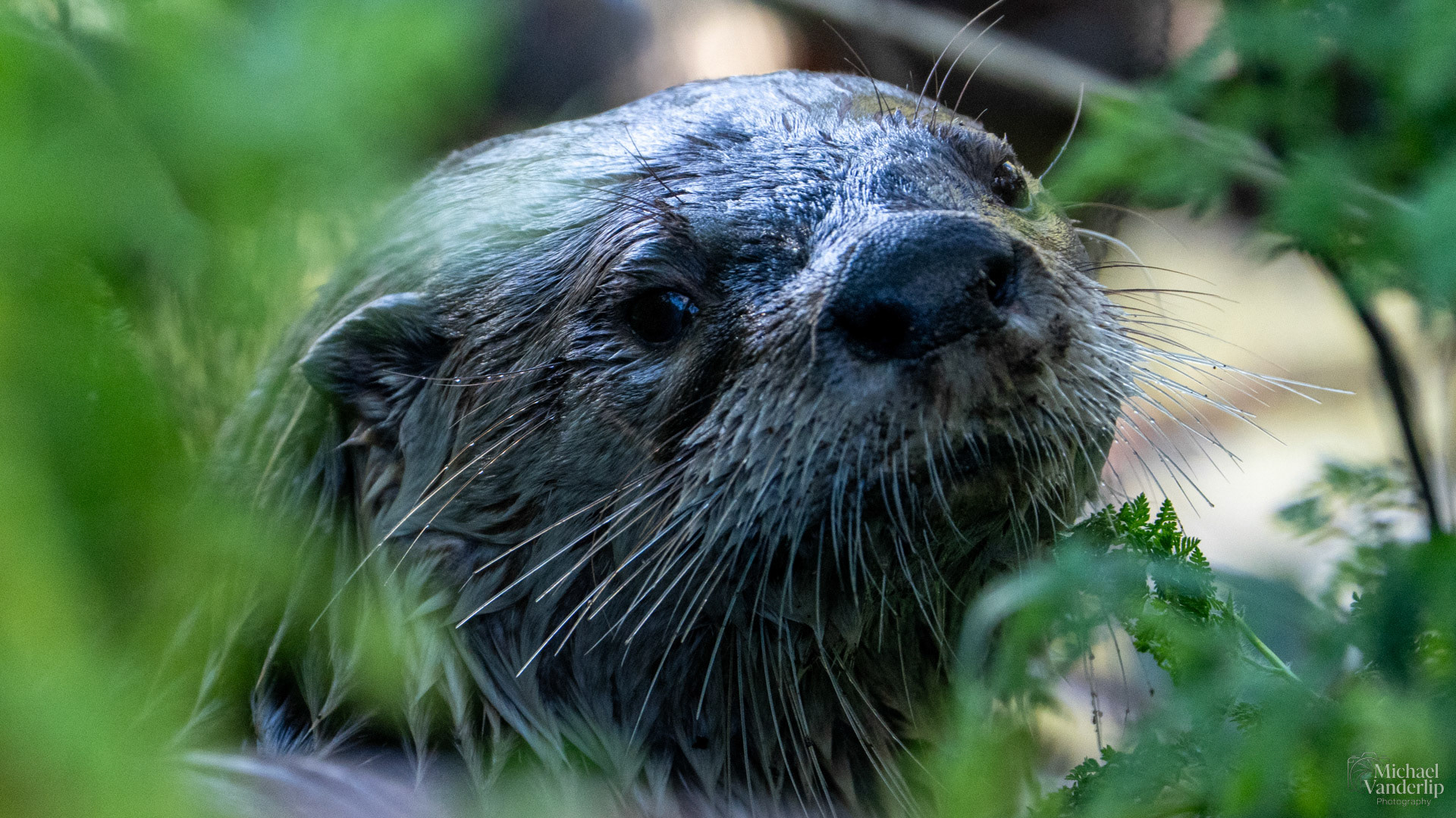 River Otter along the Bear Creek Greenway near Talent, Oregon.