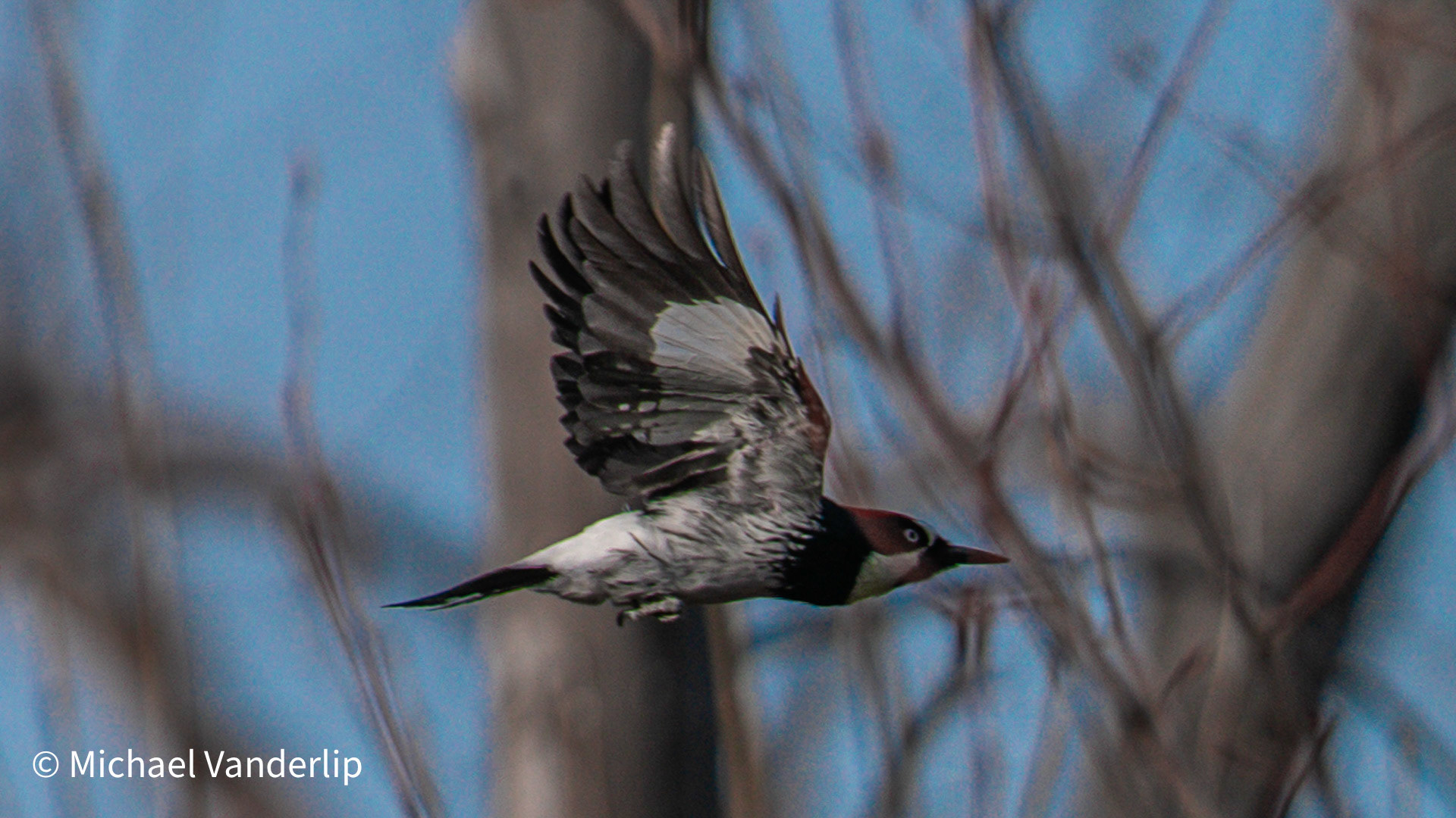 Acorn Woodpecker on Talent Greenway