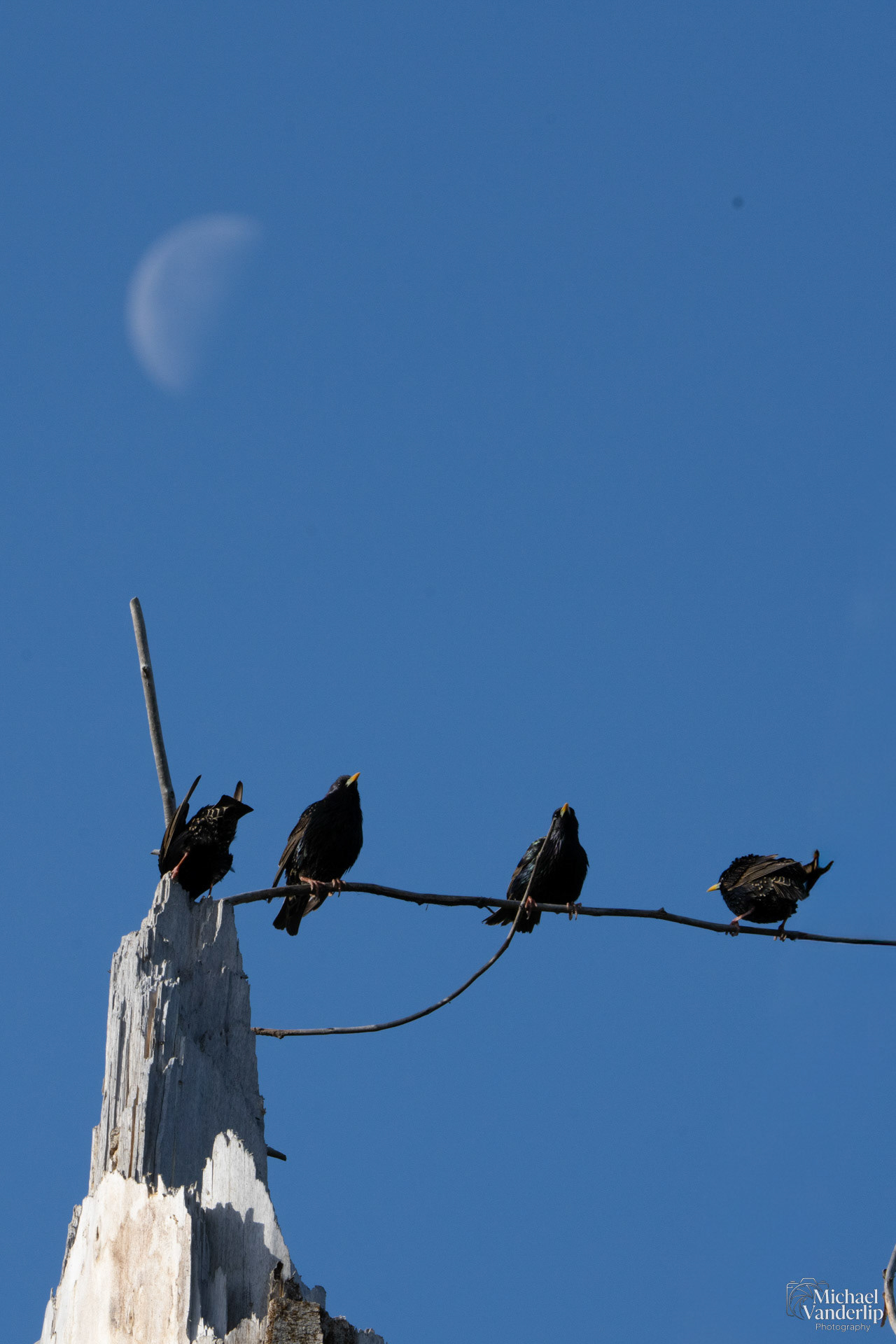 Starlings along the Bear Creek Greenway near Talent, Oregon.