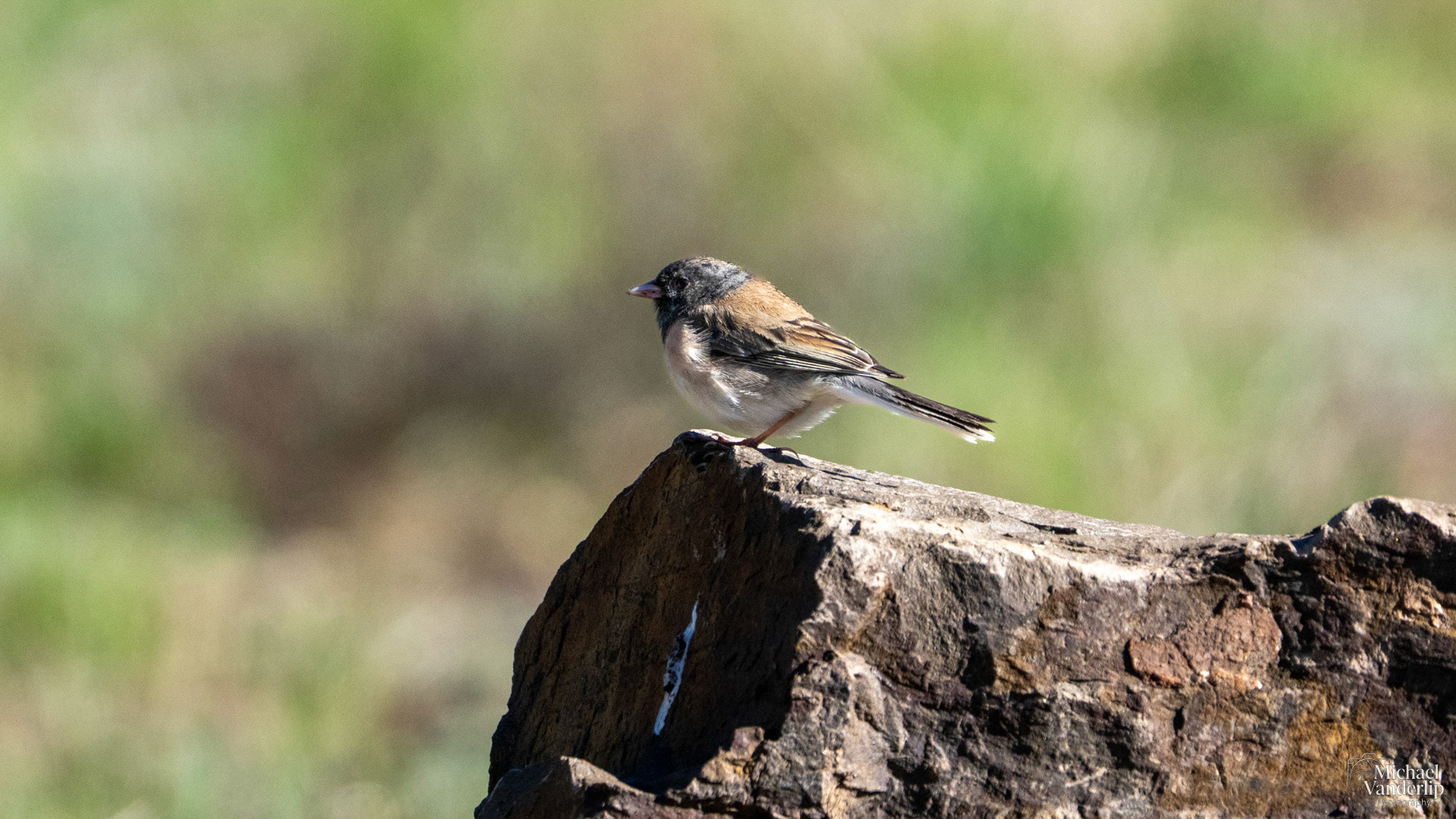 Dark-Eyed Junco along the Pacific Crest Trail near Mt. Ashland, Oregon.