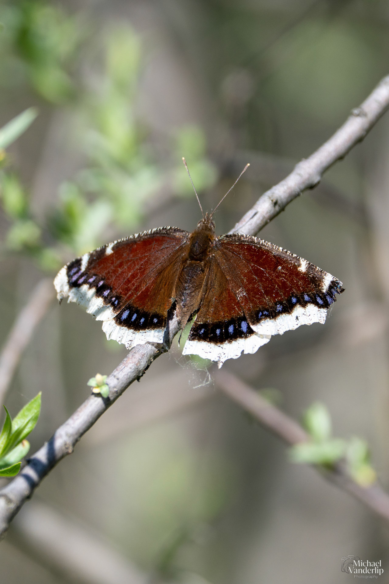 Mourning Cloak Butterfly along the Bear Creek Greenway near Talent, Oregon.