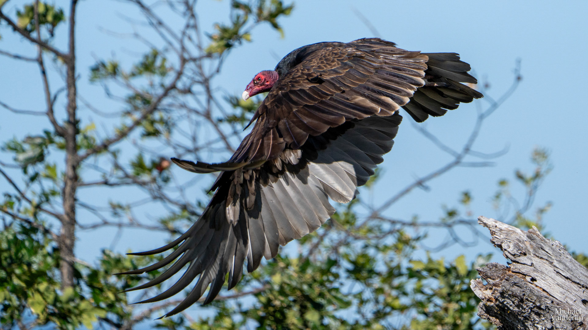 Turkey Vulture on top of Lower Table Rock, Central Point, Oregon.