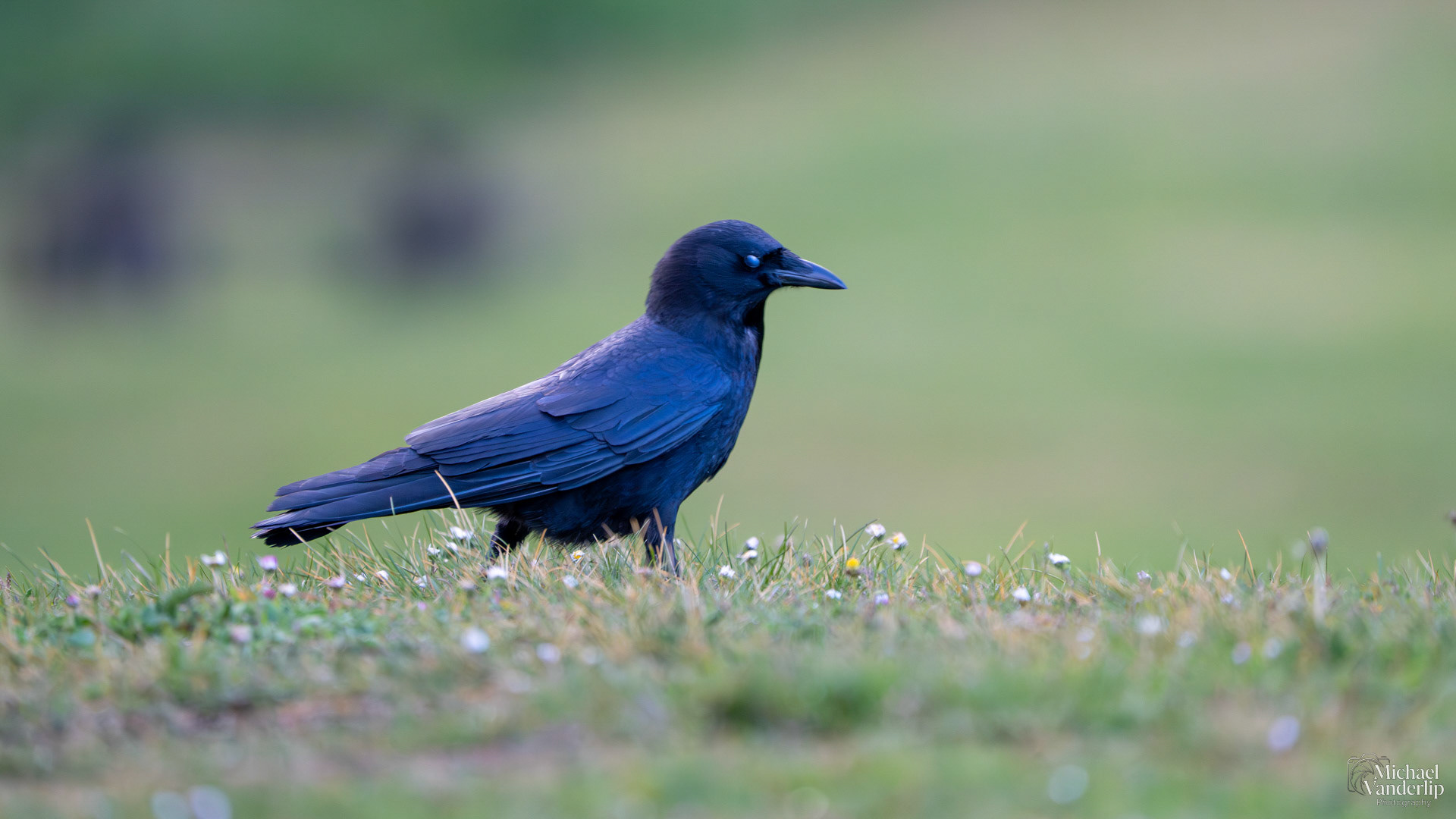 American Crow along the coast near Depoe Bay, Oregon.