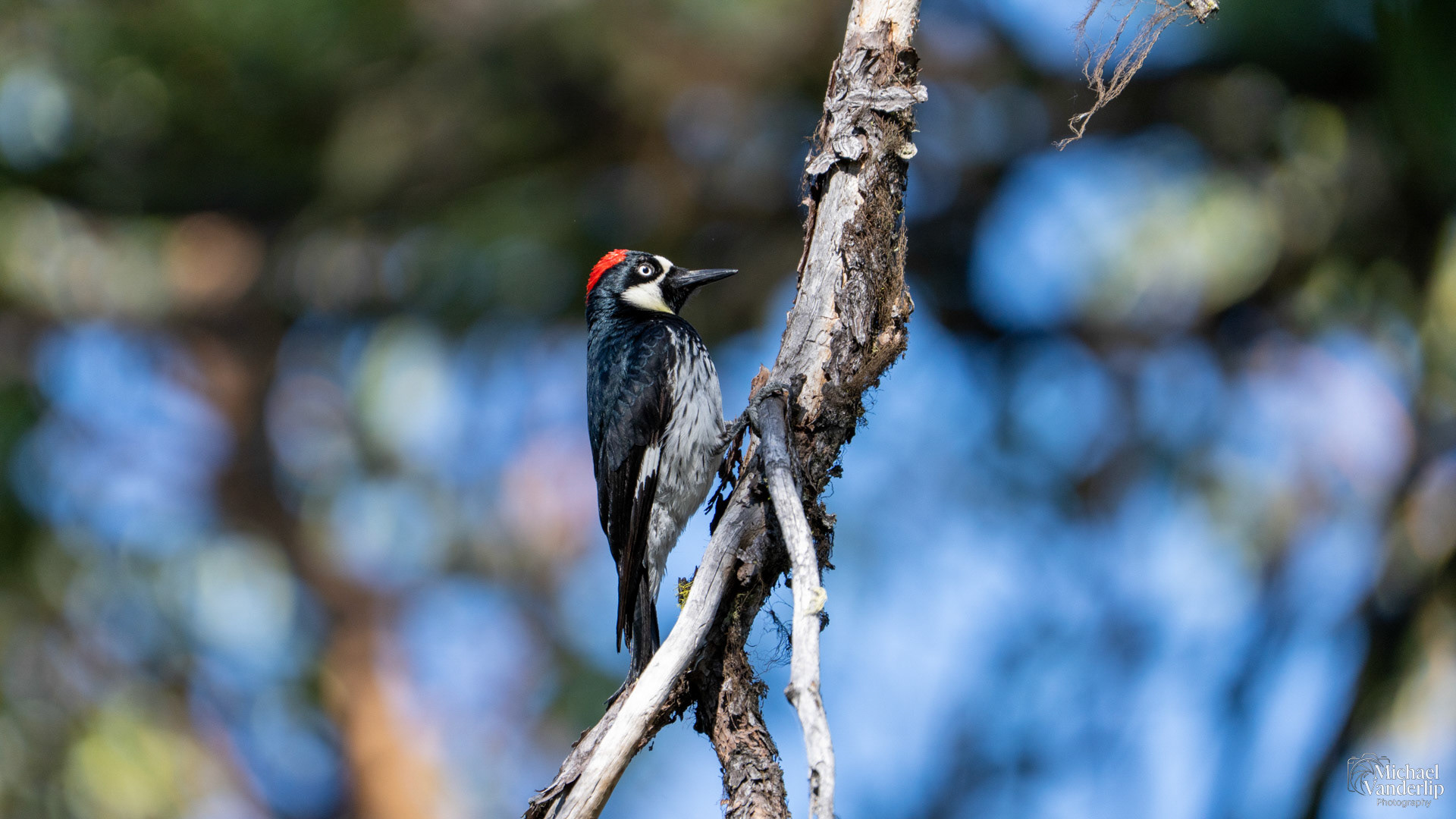 Acorn Woodpecker along the Roxy Ann Trail, Medford, Oregon.