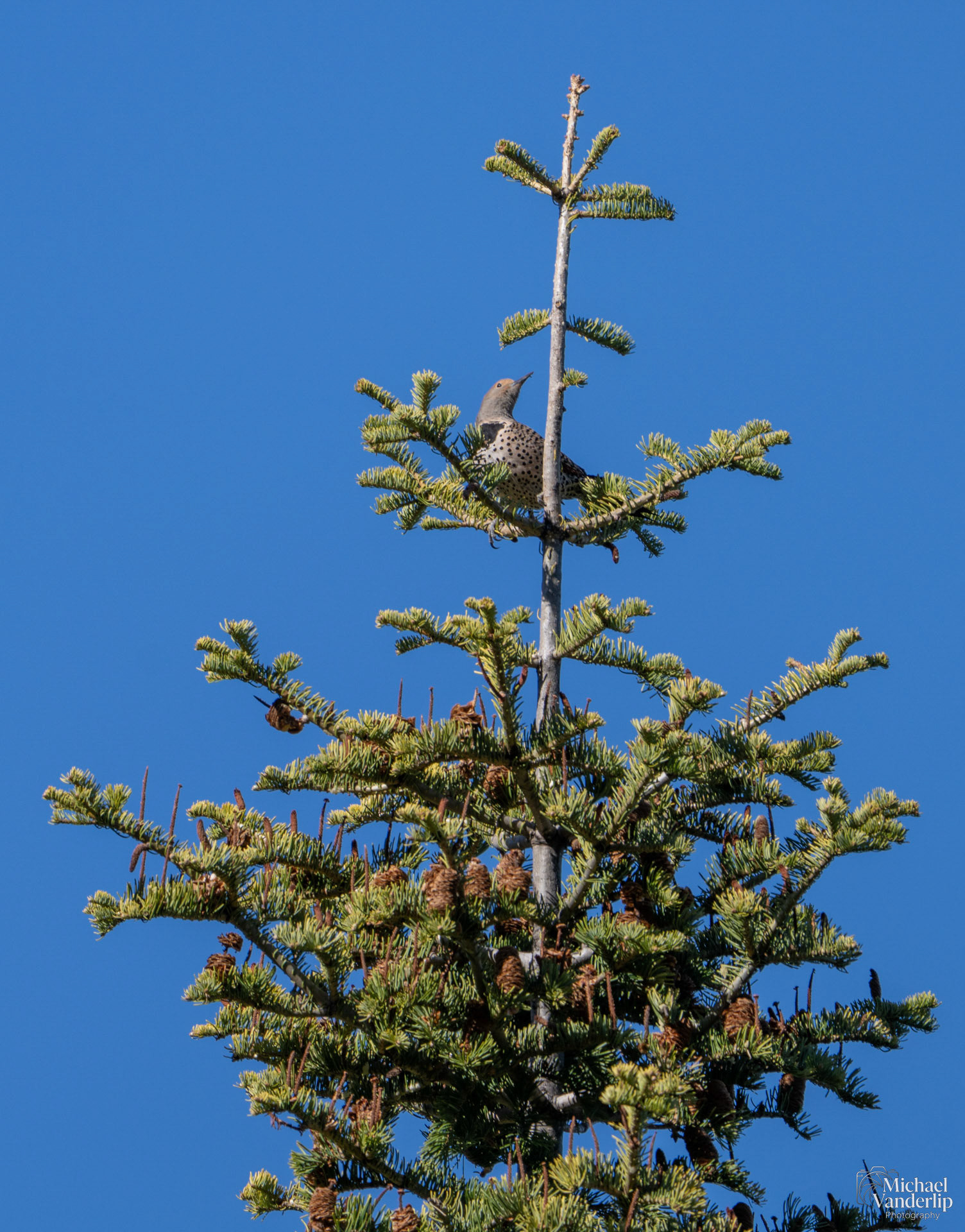 Northern Flicker along the Wagner Butte Trail near Talent, Oregon.