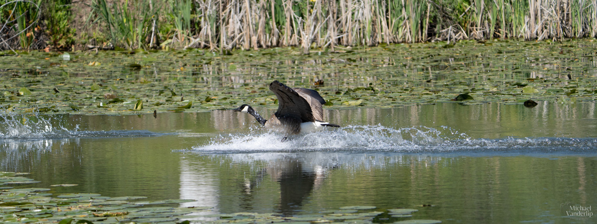 Canada Goose along the Bear Creek Greenway near Talent, Oregon.