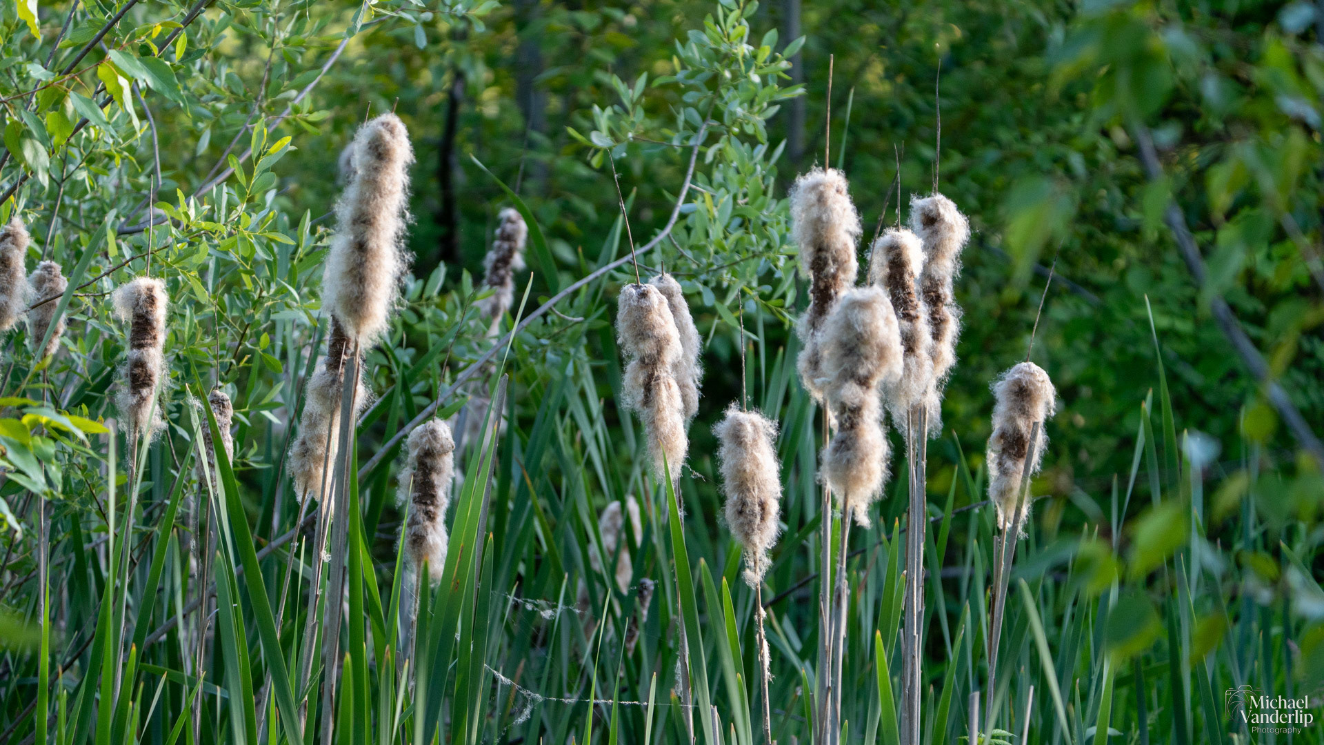 Cattail along the Bear Creek Greenway near Talent, Oregon.